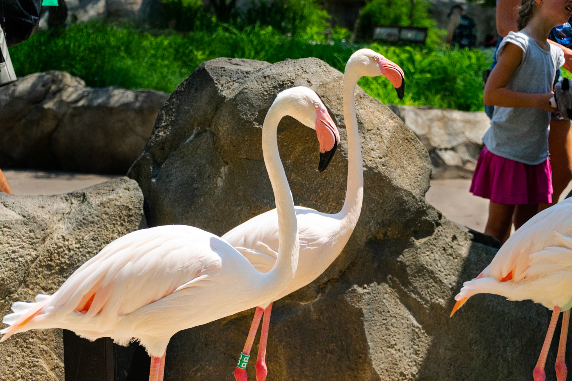 Flamingos get their pink color from the food they eat.