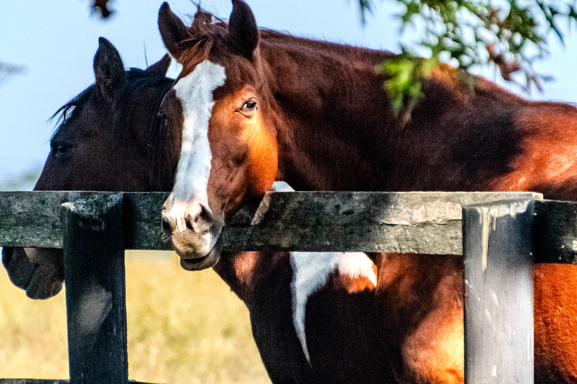 These horses were chilling by a fence on the road.