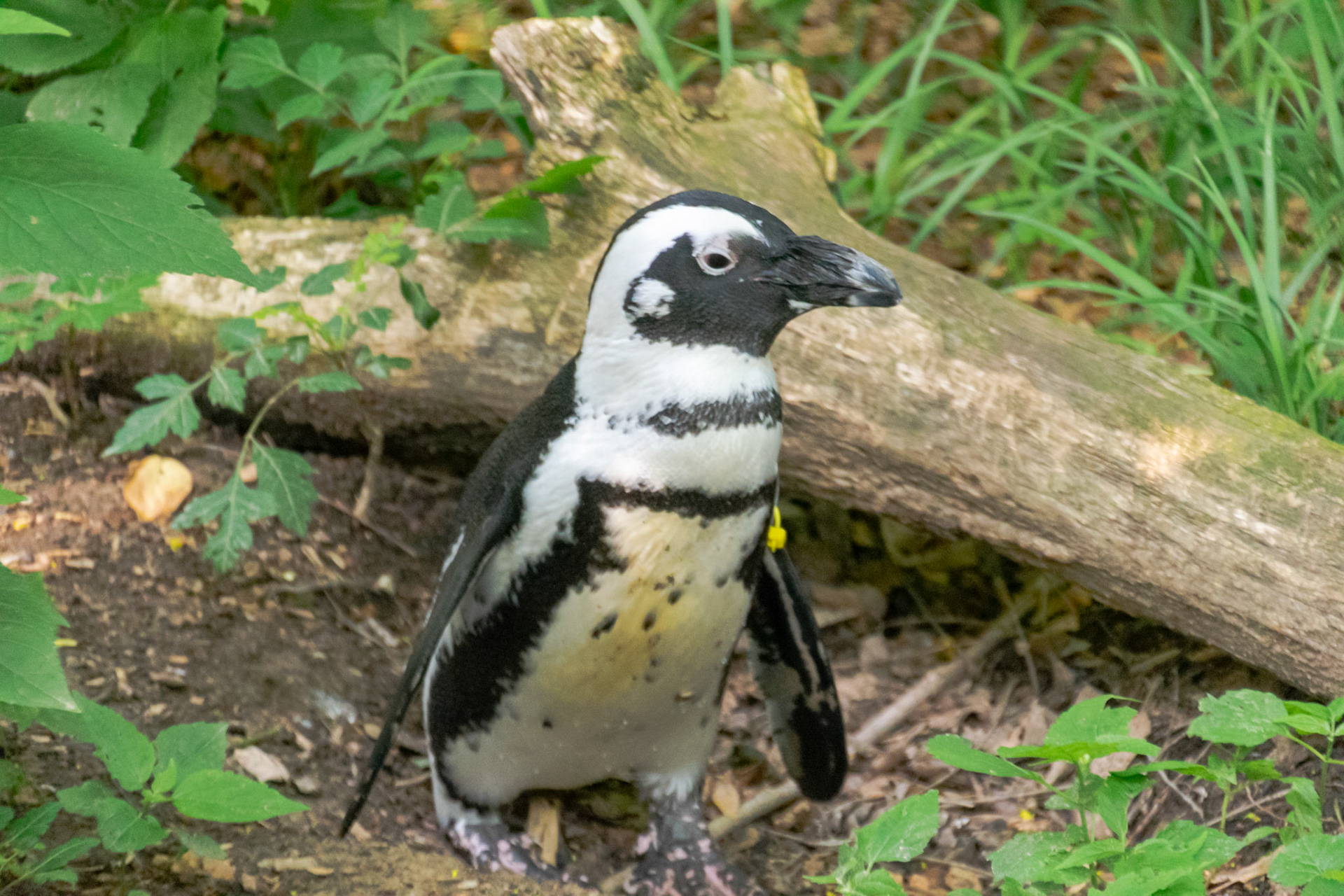 It's easy to see why so many people like these tiny African Penguins.