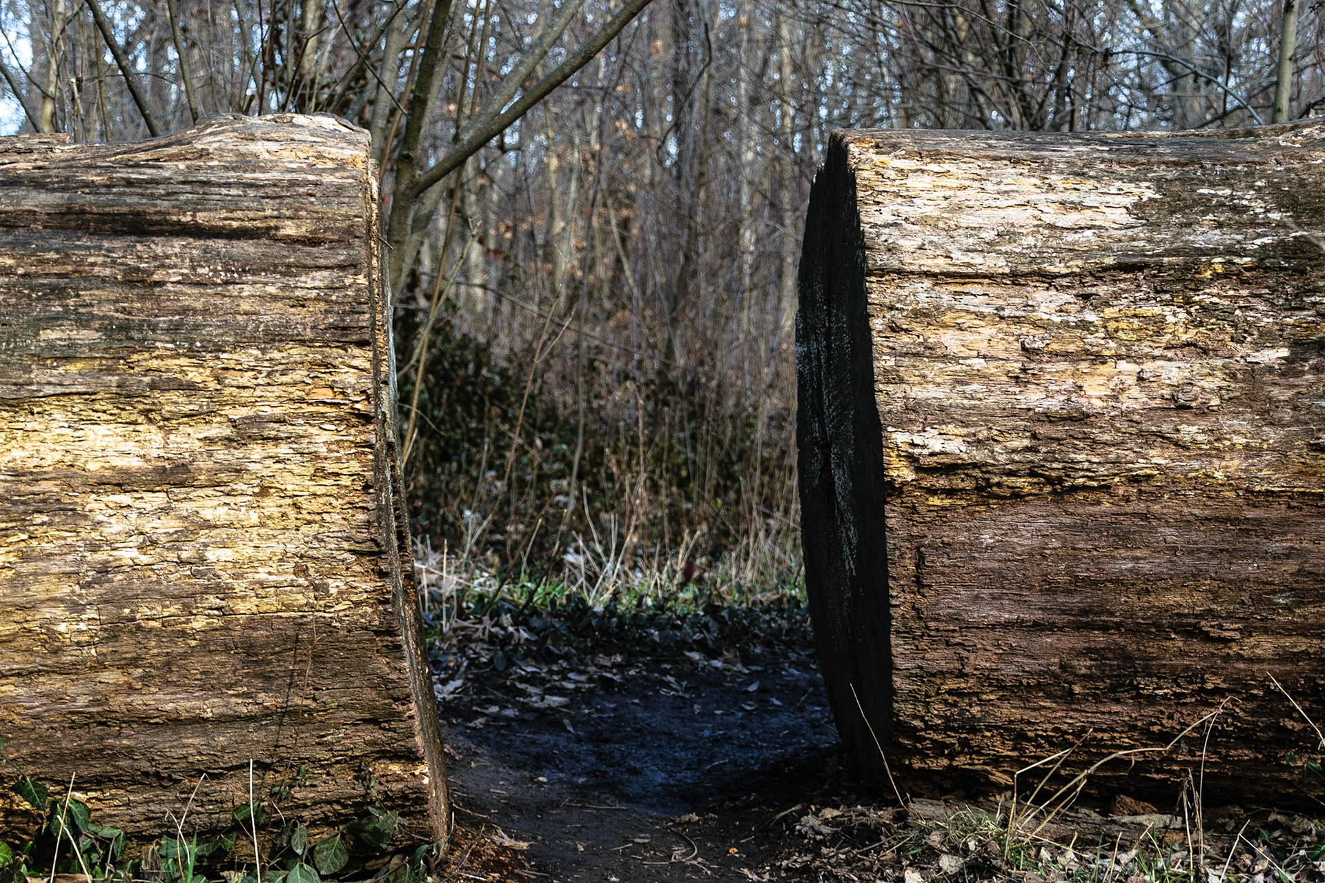 A gap has been cut in the trunk of a fallen tree.