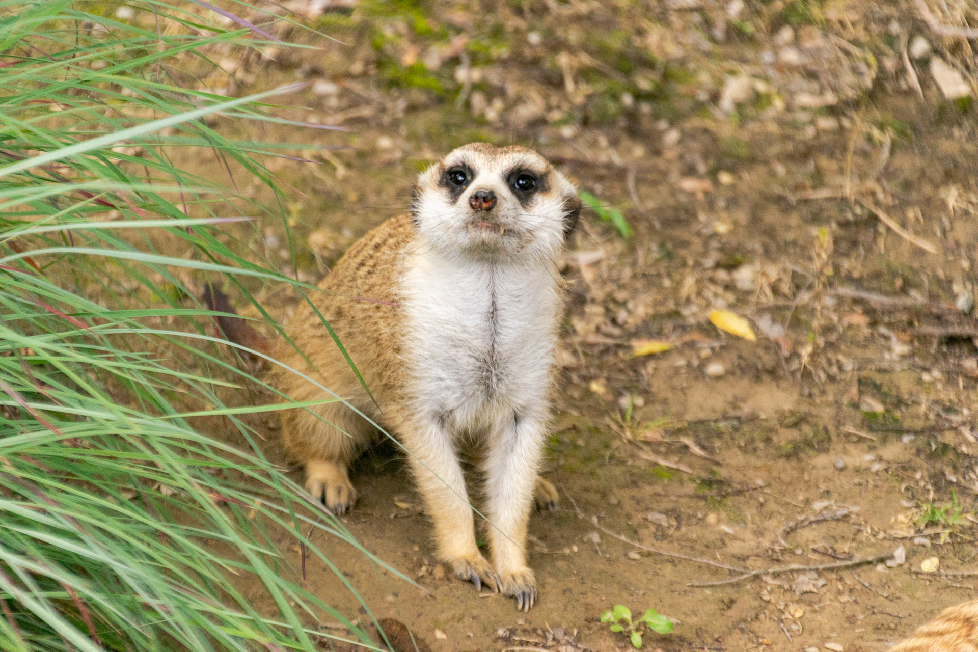 This Meerkat noticed me taking its photo.