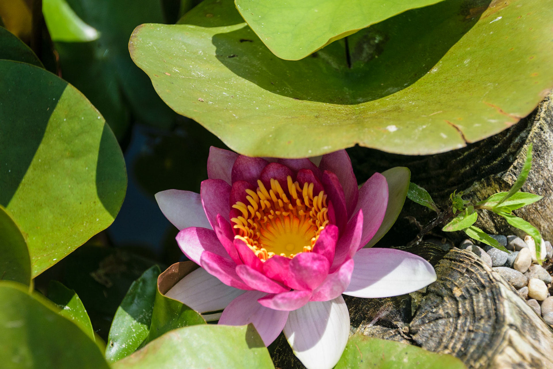This little lilly seems to be enjoying itself as it rests in the shade on the lake.