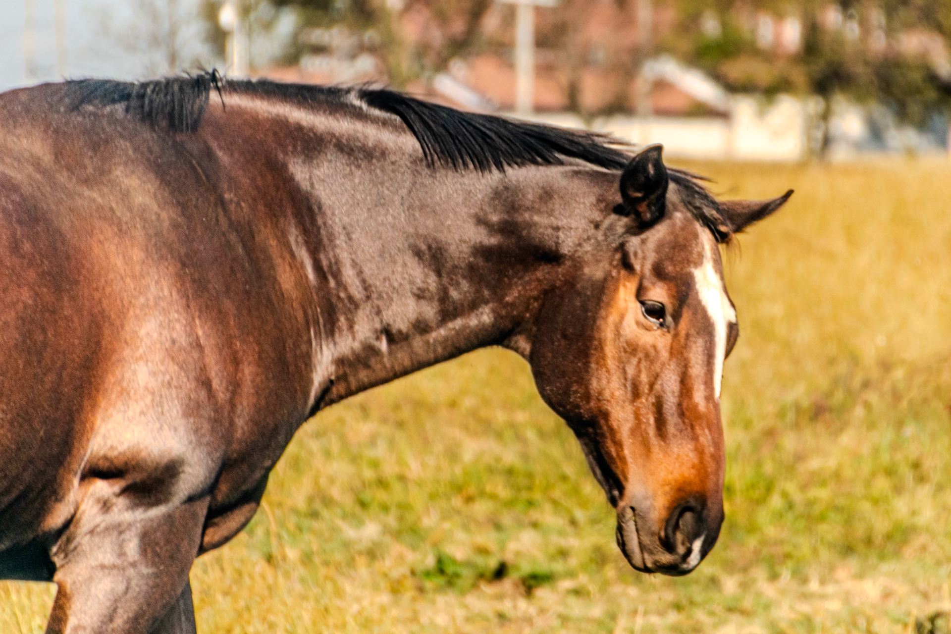 The striped pattern on this fellow's head stands out.