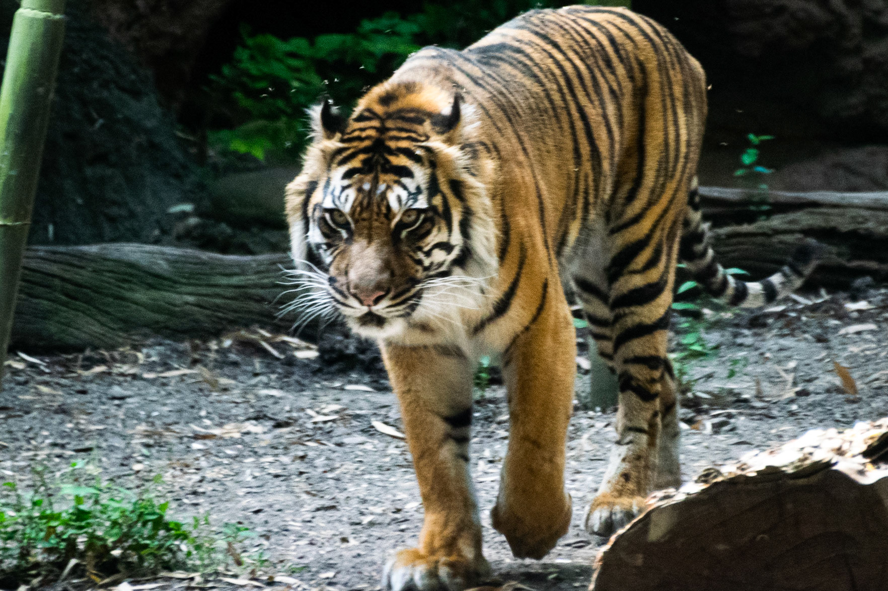 I love the intense look in this tiger's eyes.