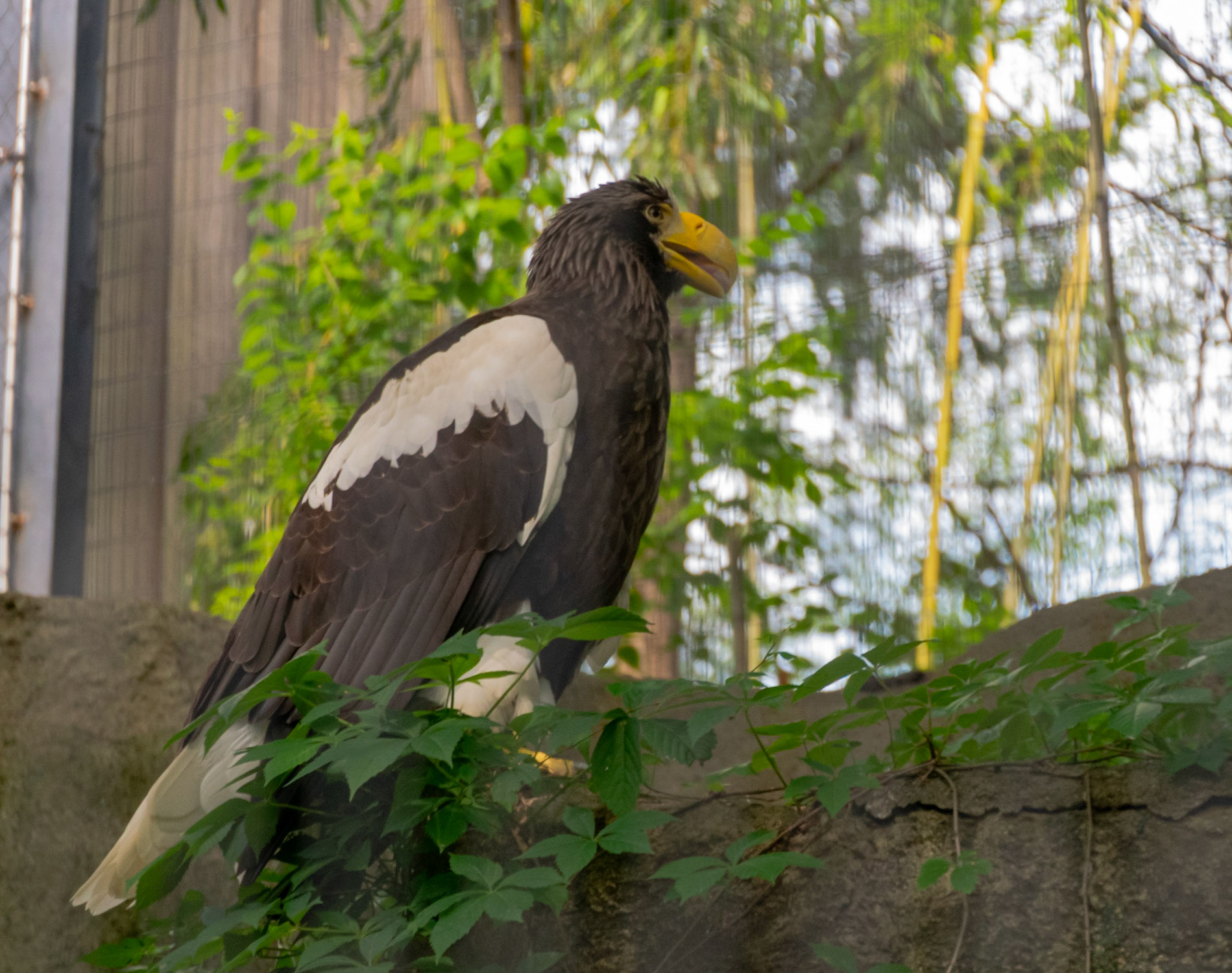 This eagle was resting its wings.