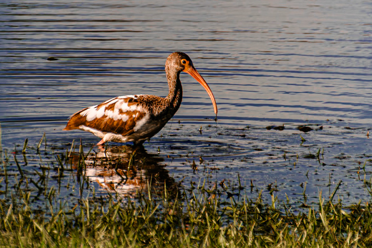 This young white ibis hunts for food in the pond.