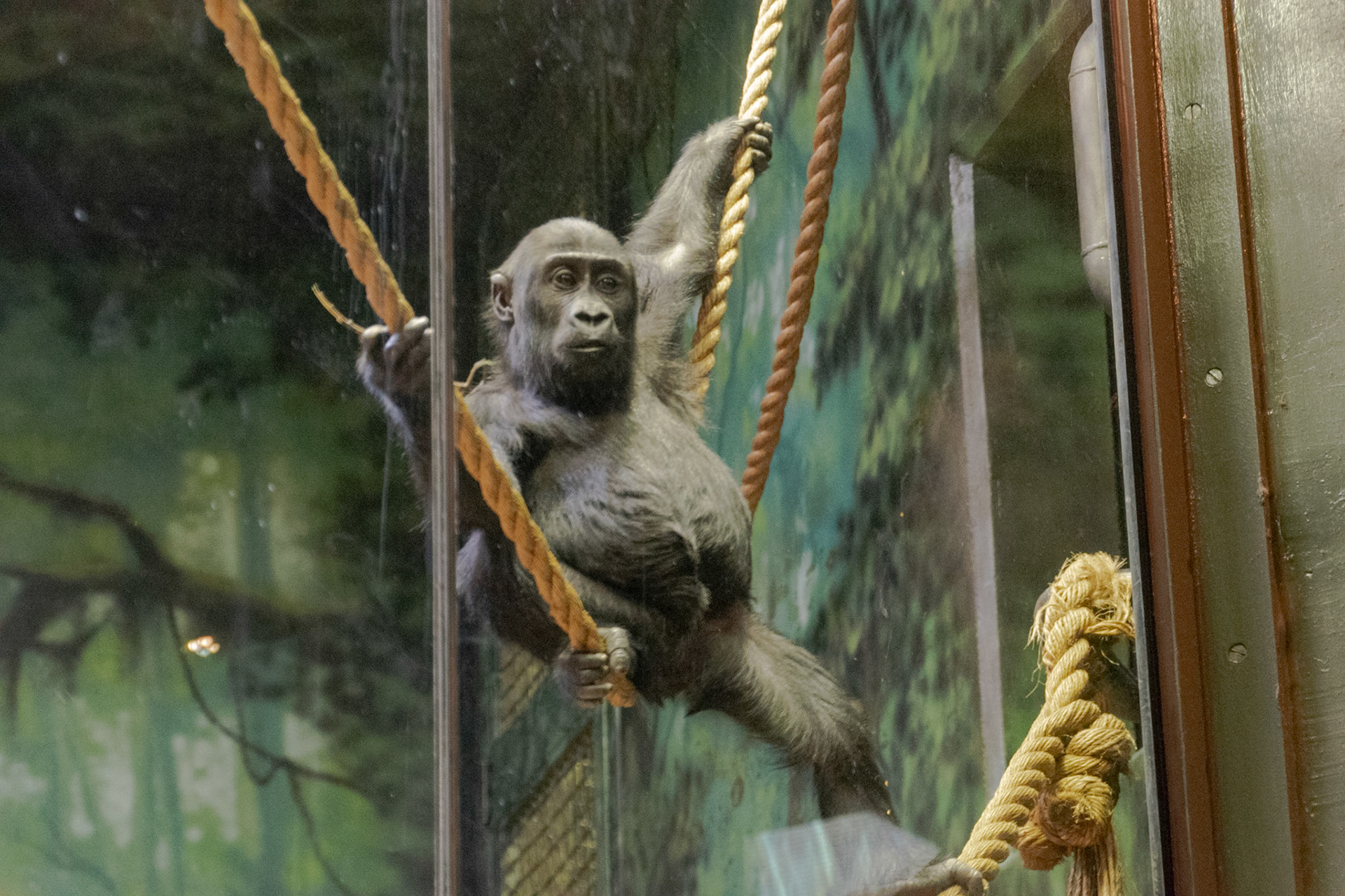 A young gorilla took some time to show us all his best acrobatic moves.