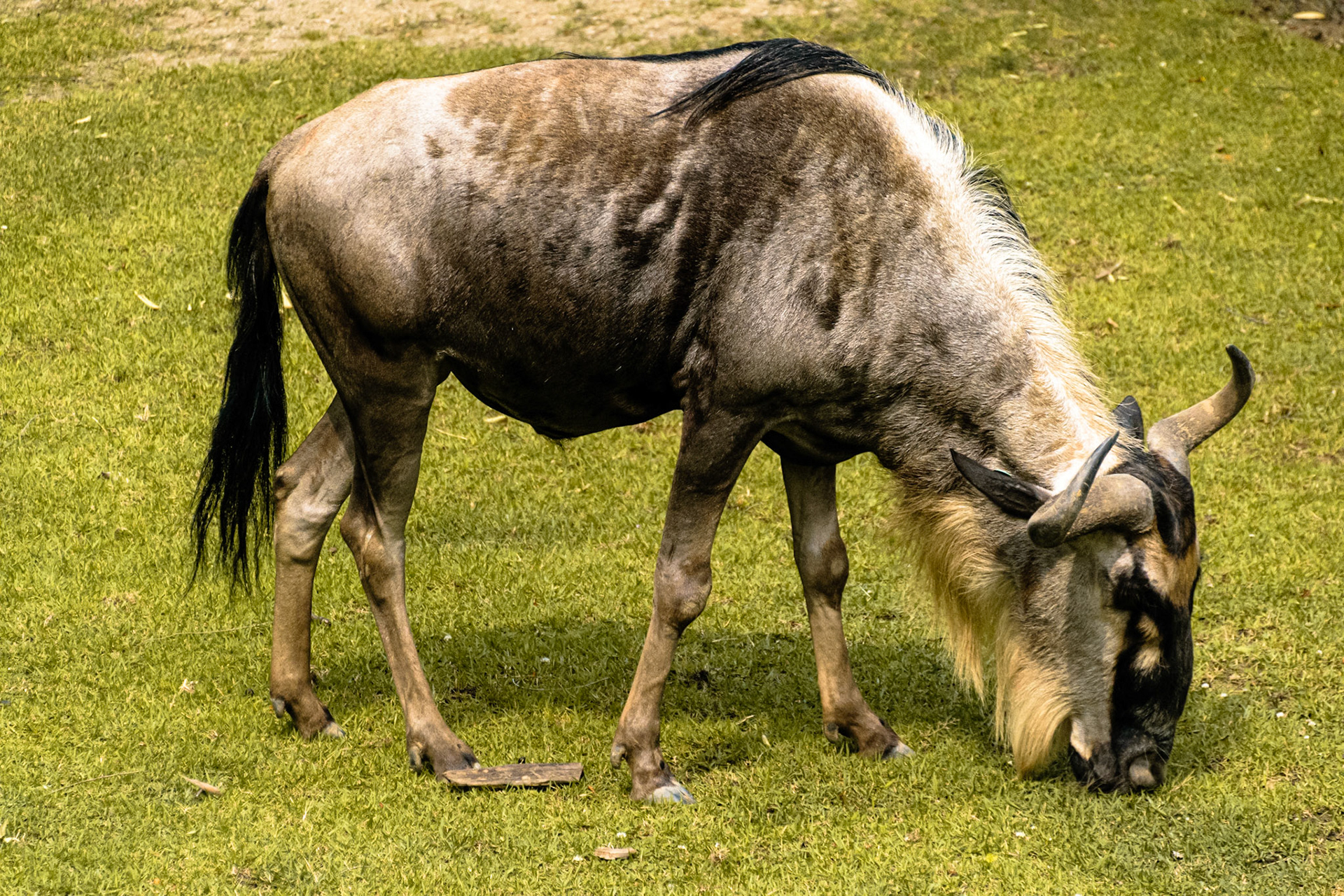 A wildebeast having some lunch.