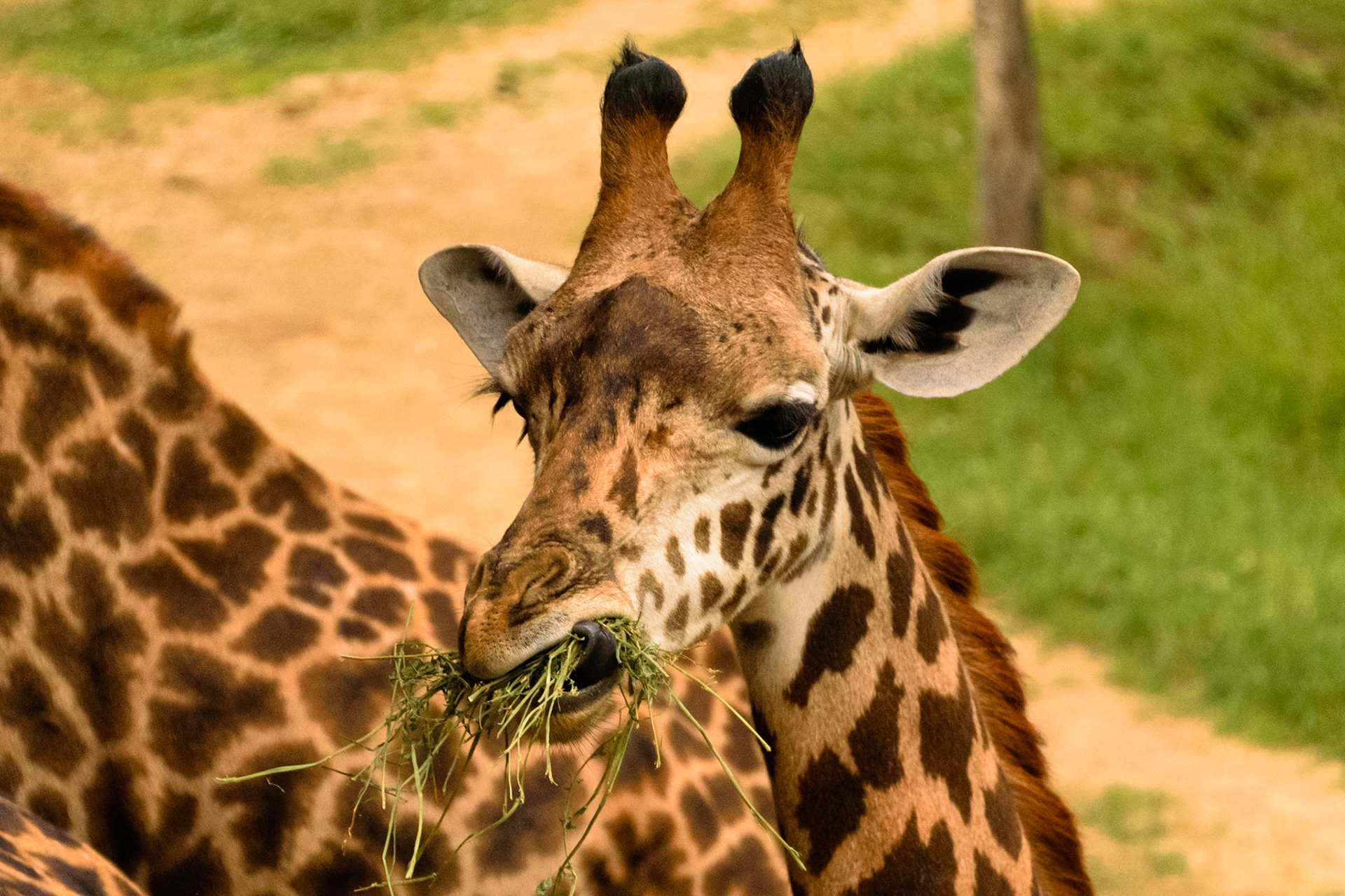 Caught a giraffe with their mouth full.