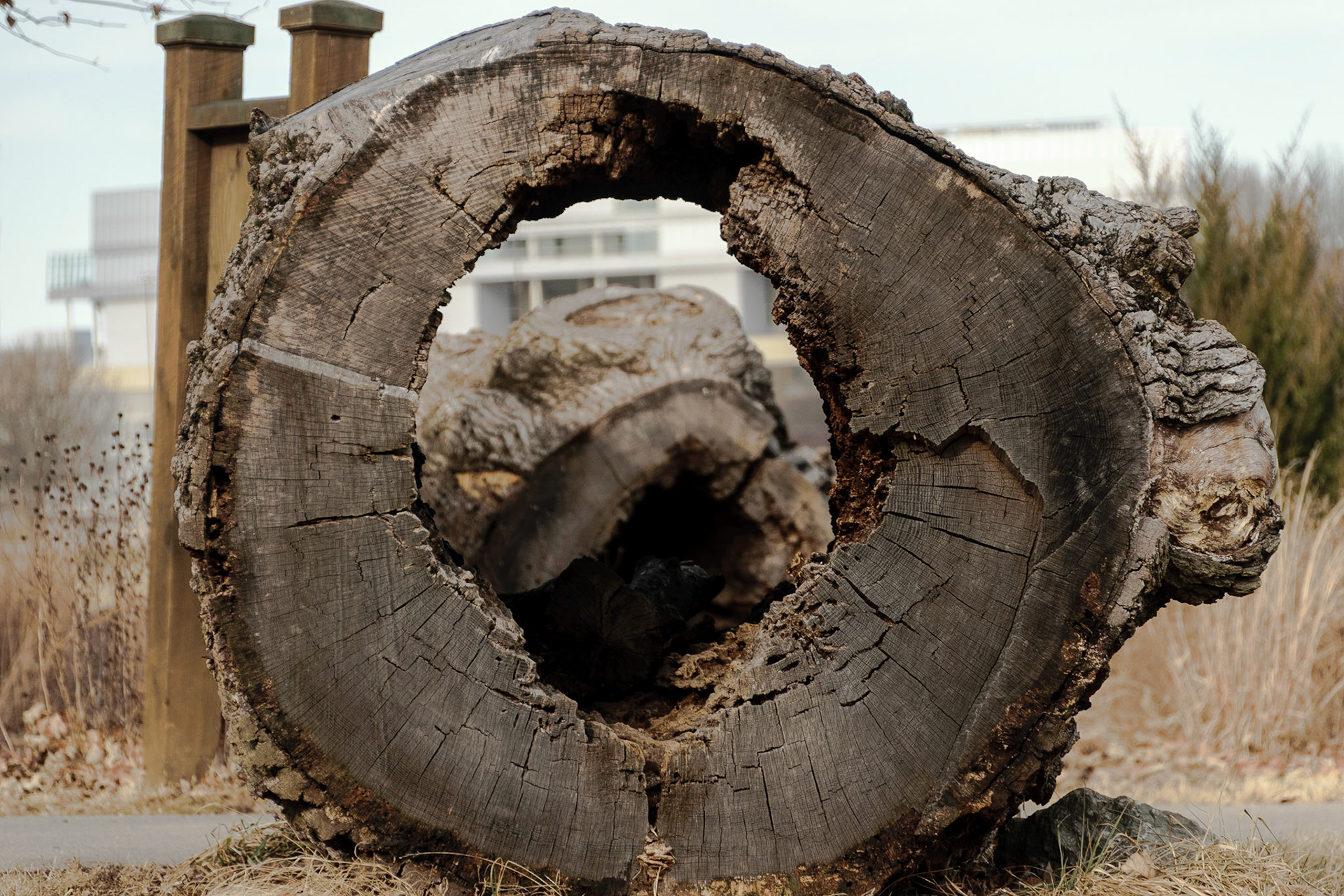 A circular hole in this trunk allows for a perfect picture frame.