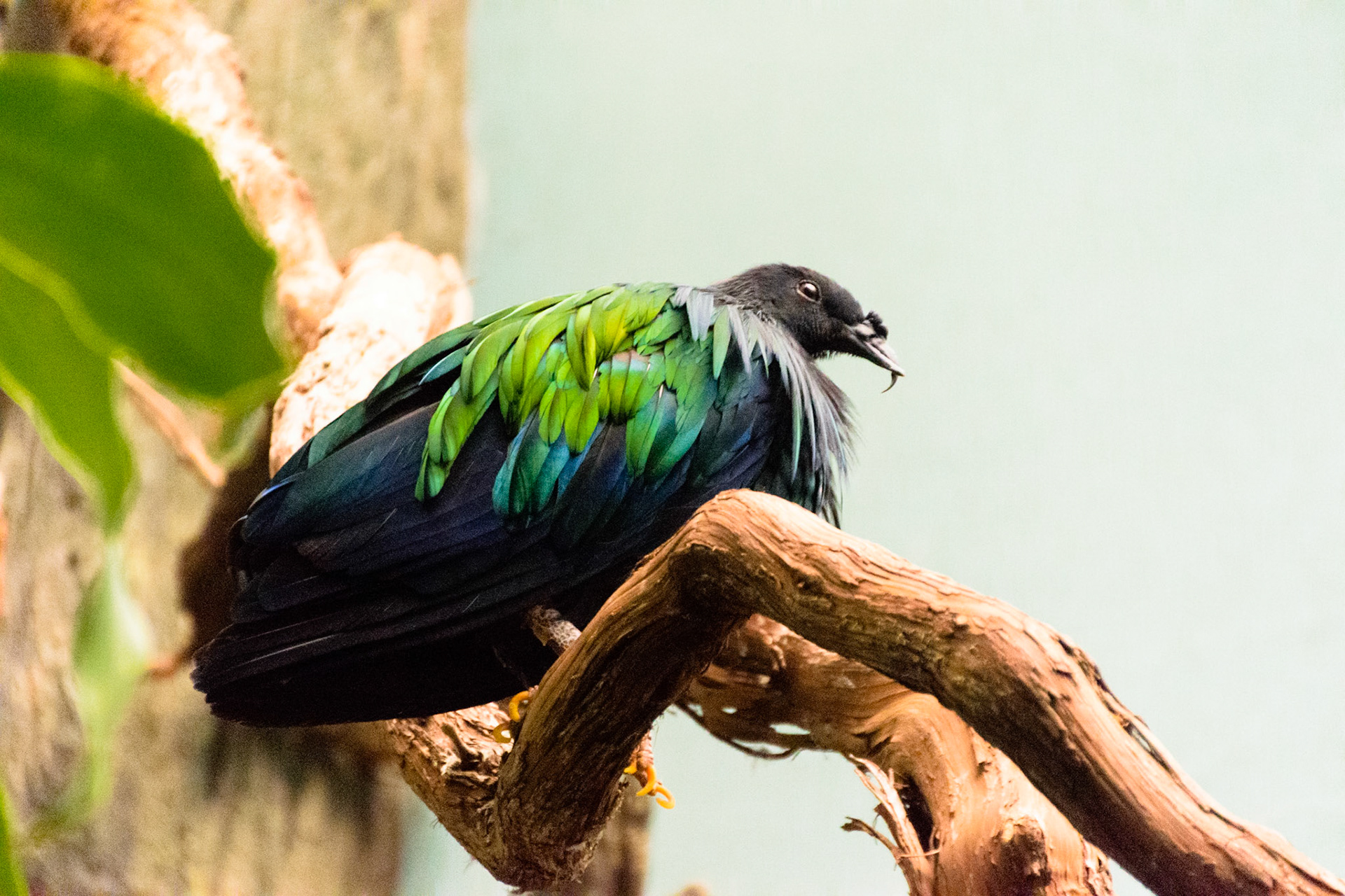 I love the mixture of green and purple feathers.