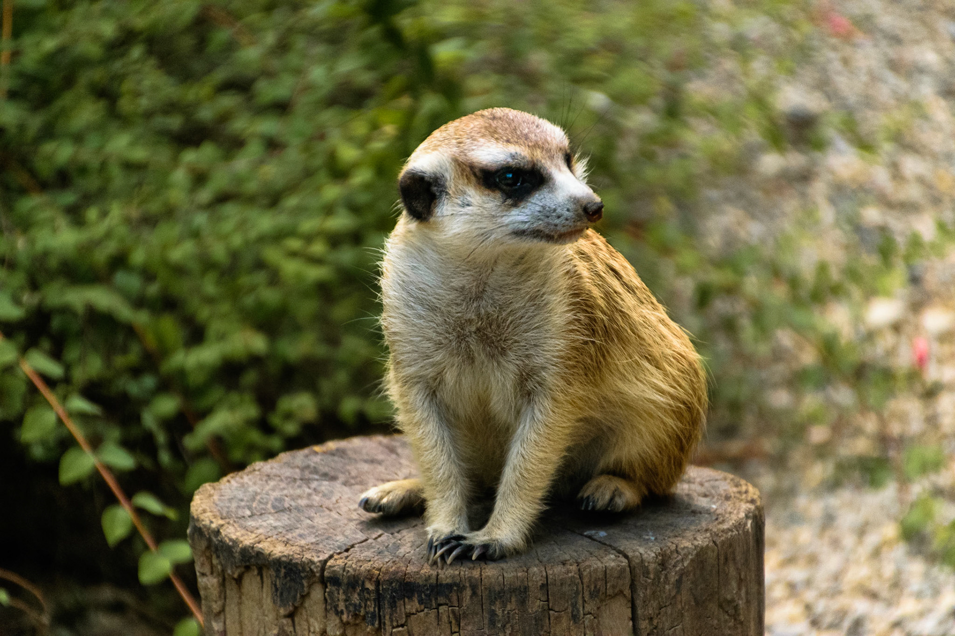 This meerkat was set up perfectly for a great photo.
