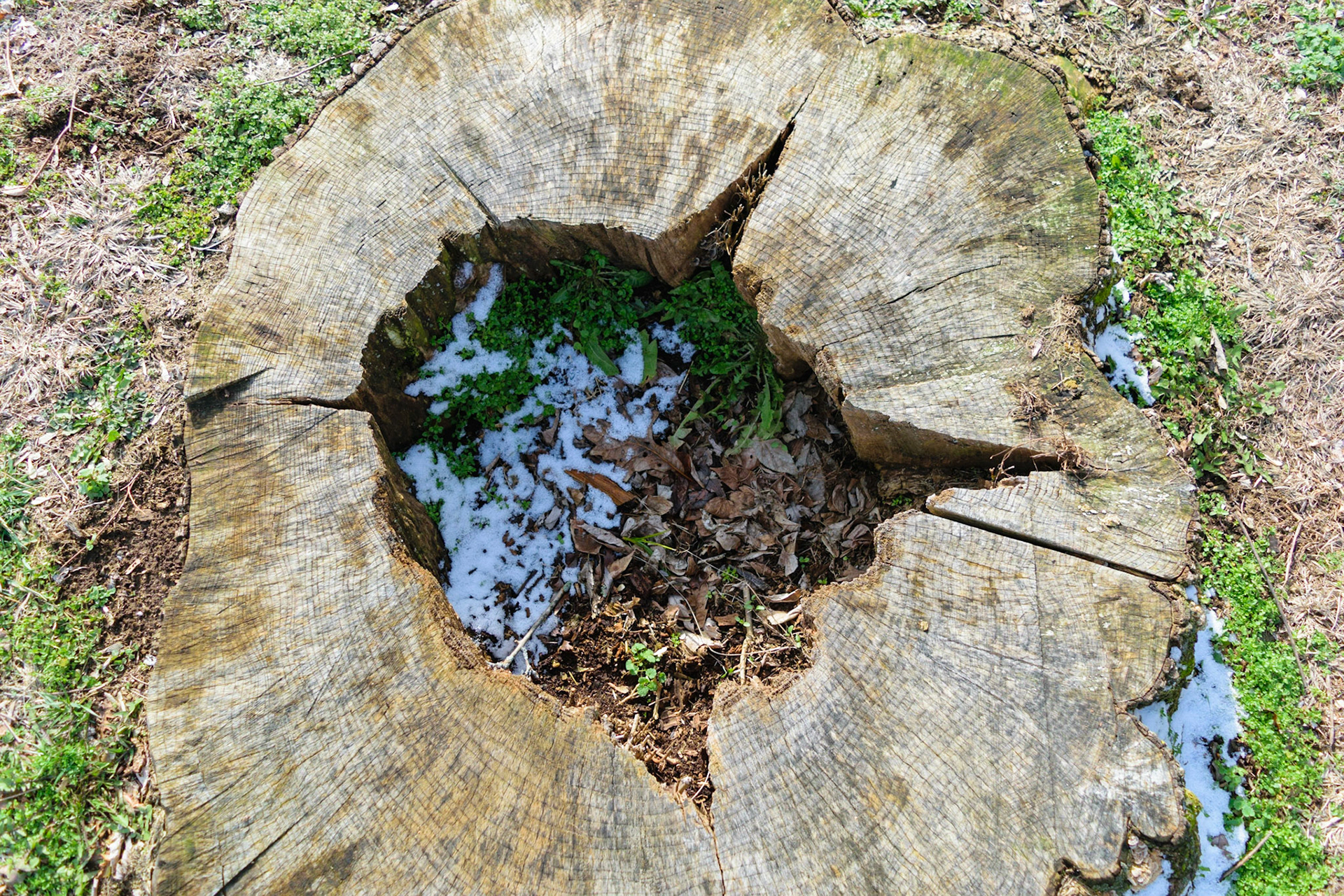 A tree stump with a pool of water inside.