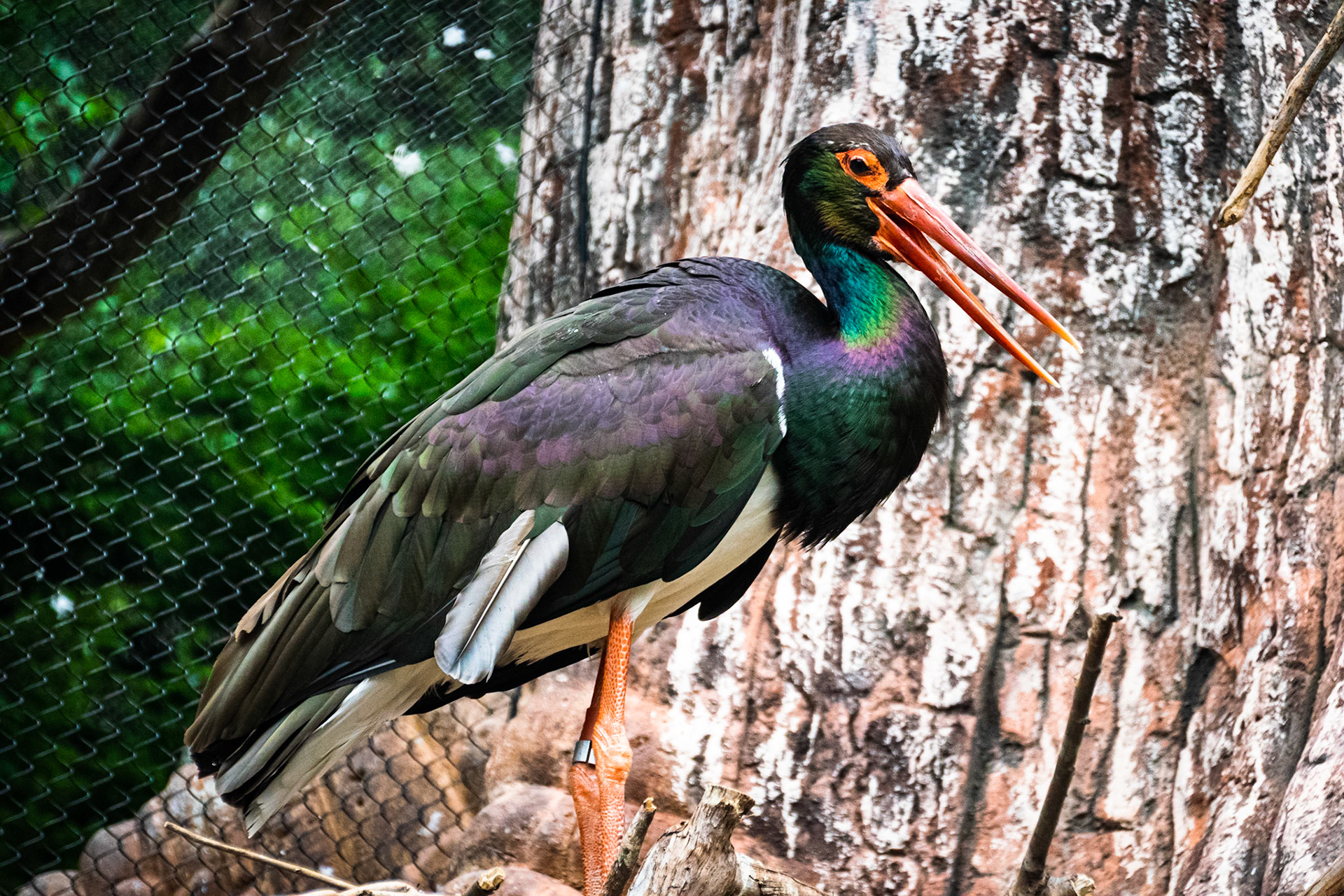 While this bird certainly looks black, when the light hits it just right it reveals a wonderful collection of colors hidden in its feathers.