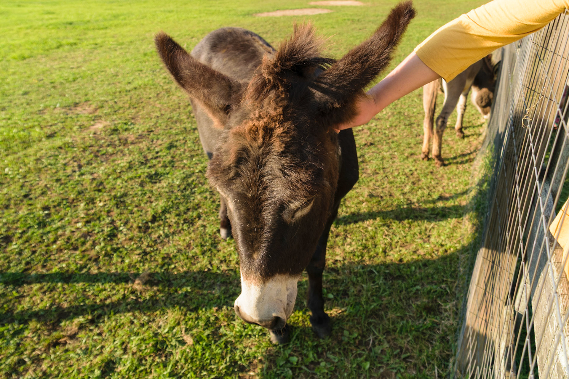This donkey really enjoyed some pets.