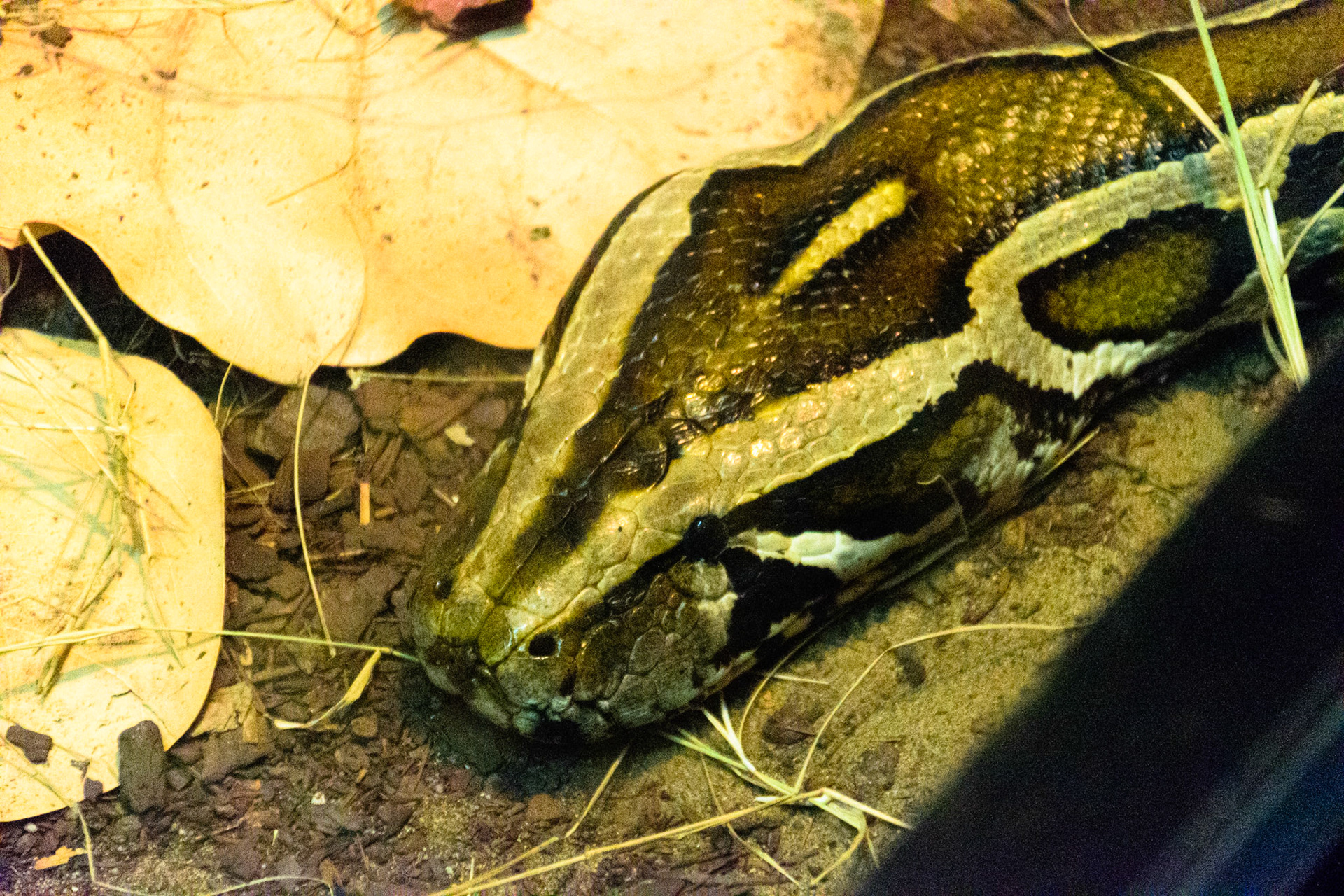 The large head of a boa constrictor.