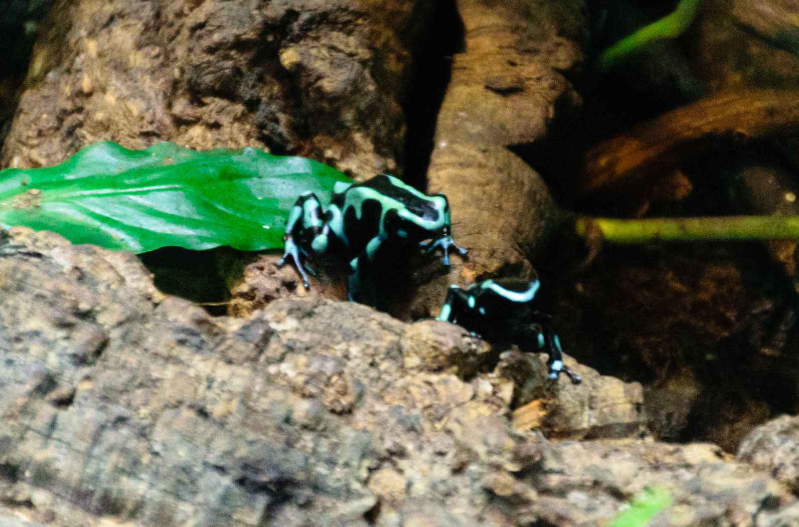 These blue tree frogs look like gems