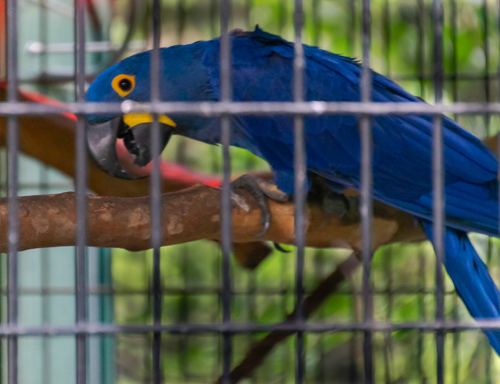 Unfortunately, the only blue macaws left in the world are in captivity, like this one.