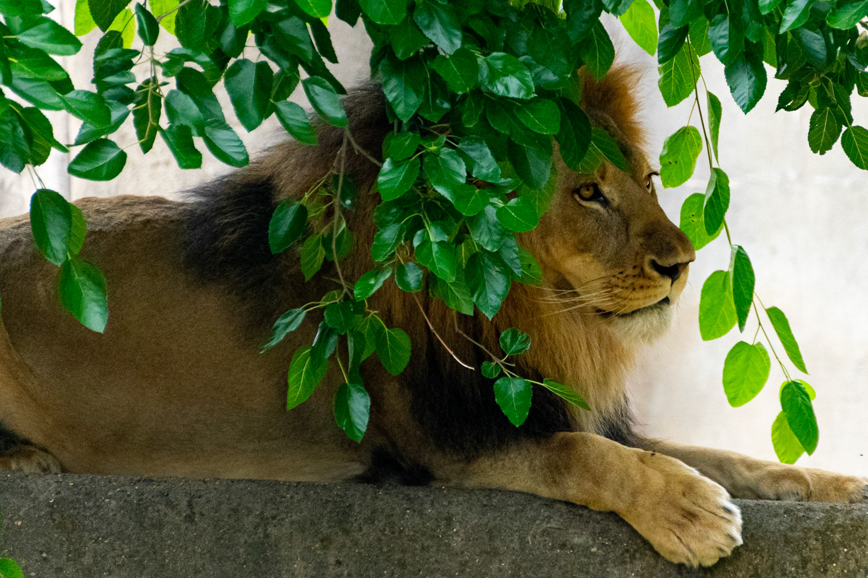 Chilling in the shade of a tree, this lion was taking a break from the mid afternoon sun.