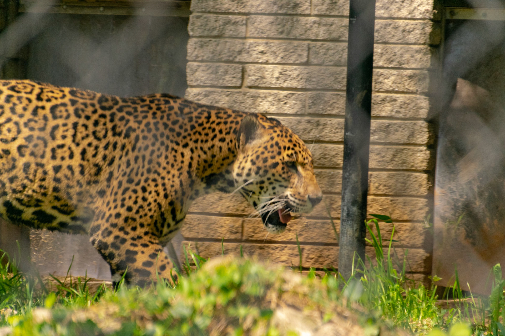 Not only are these cats fast but they're also practically silent.