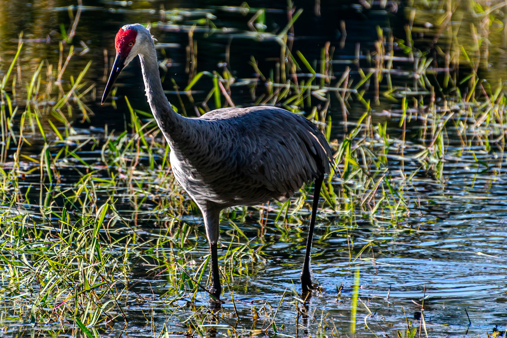 This sandhill crane wades through the pond.
