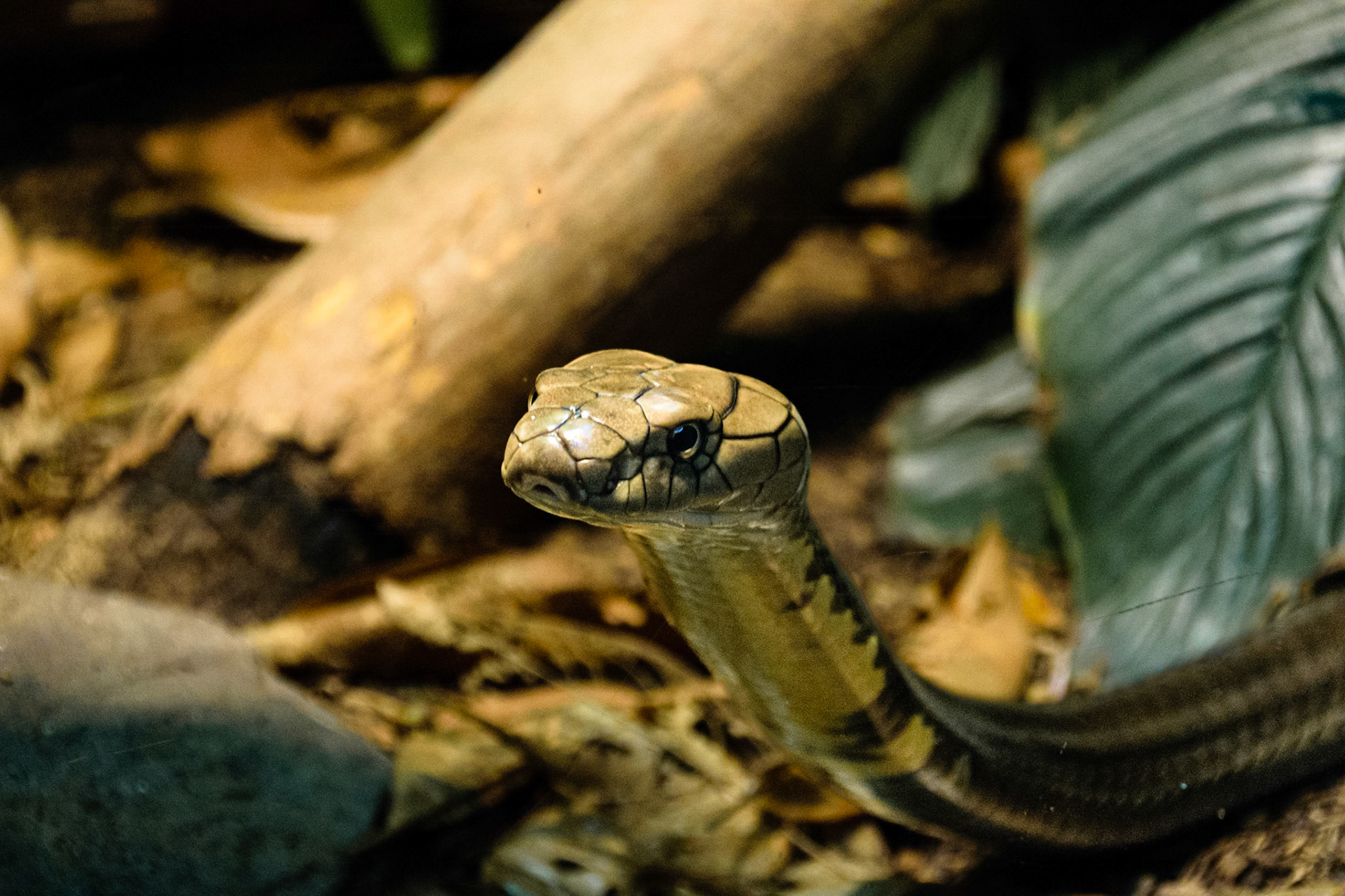 This snake took the time to say hello and get his picture taken.