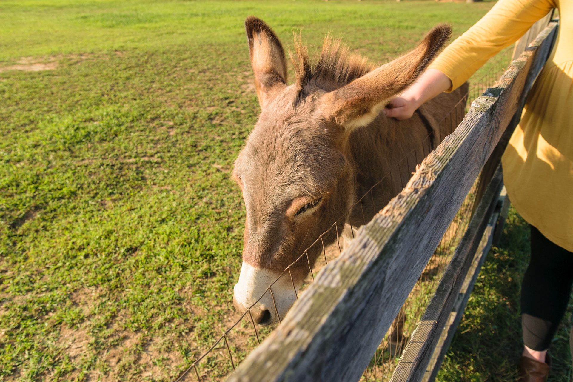 This donkey really enjoyed the attention.