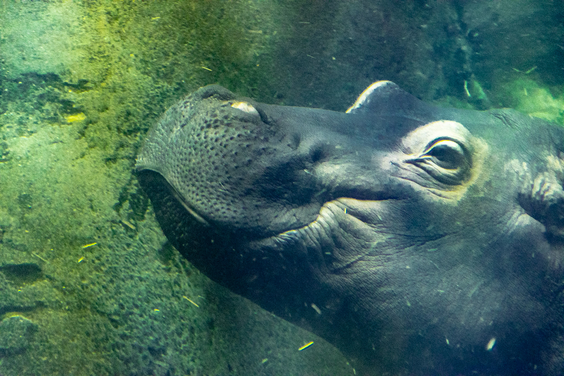 A hippo dives deep underwater for a swim.