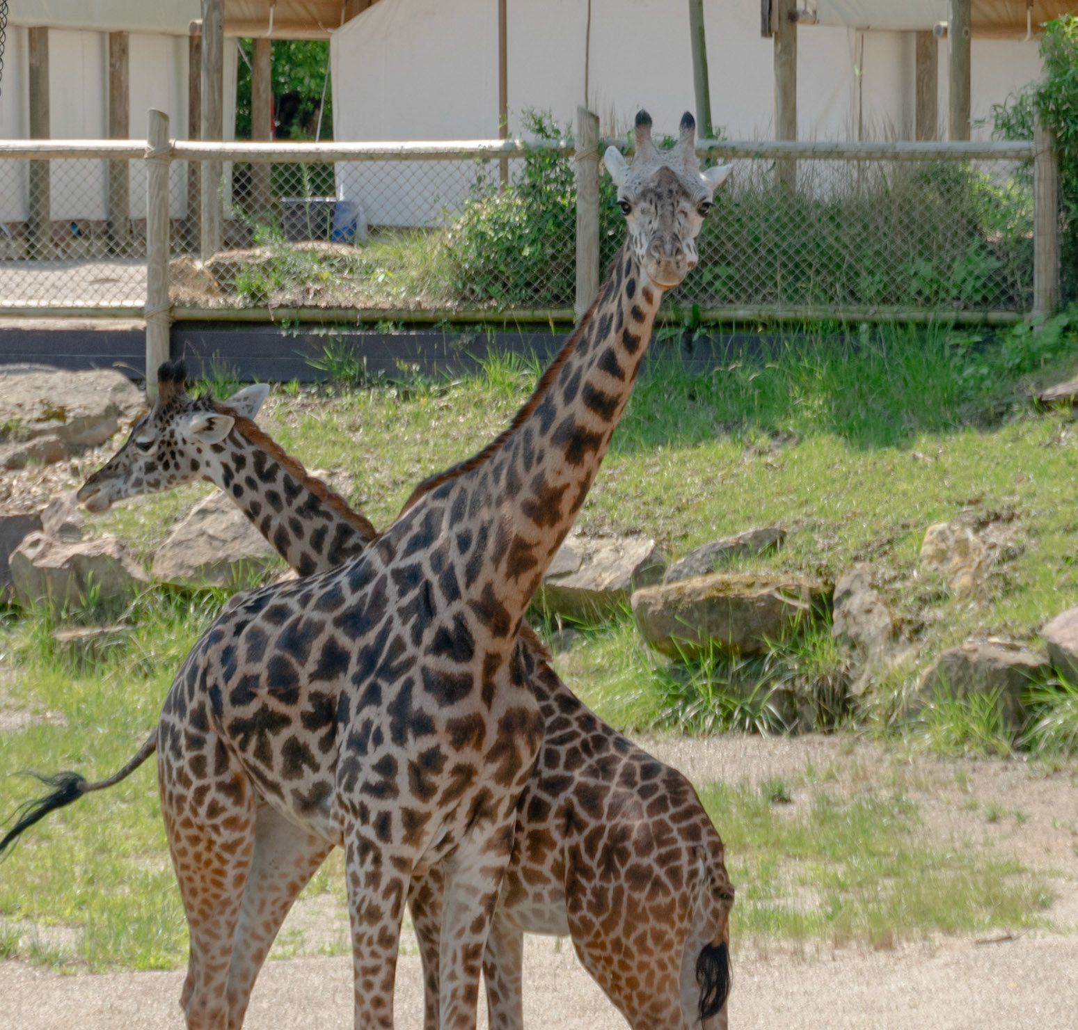 These giraffe's were keeping an eye on everyone watching them.