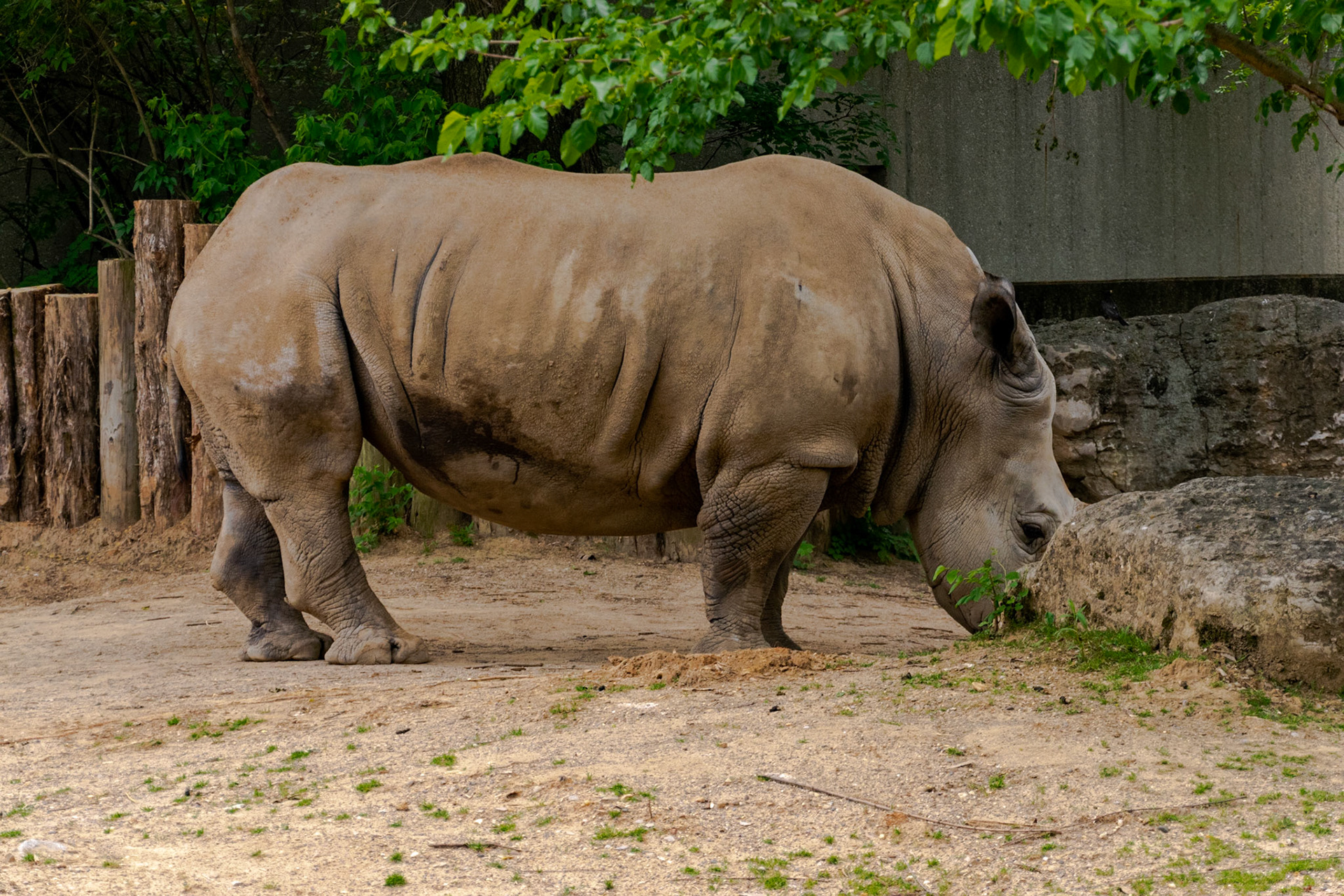 This rhino was being difficult and hiding it's horn.