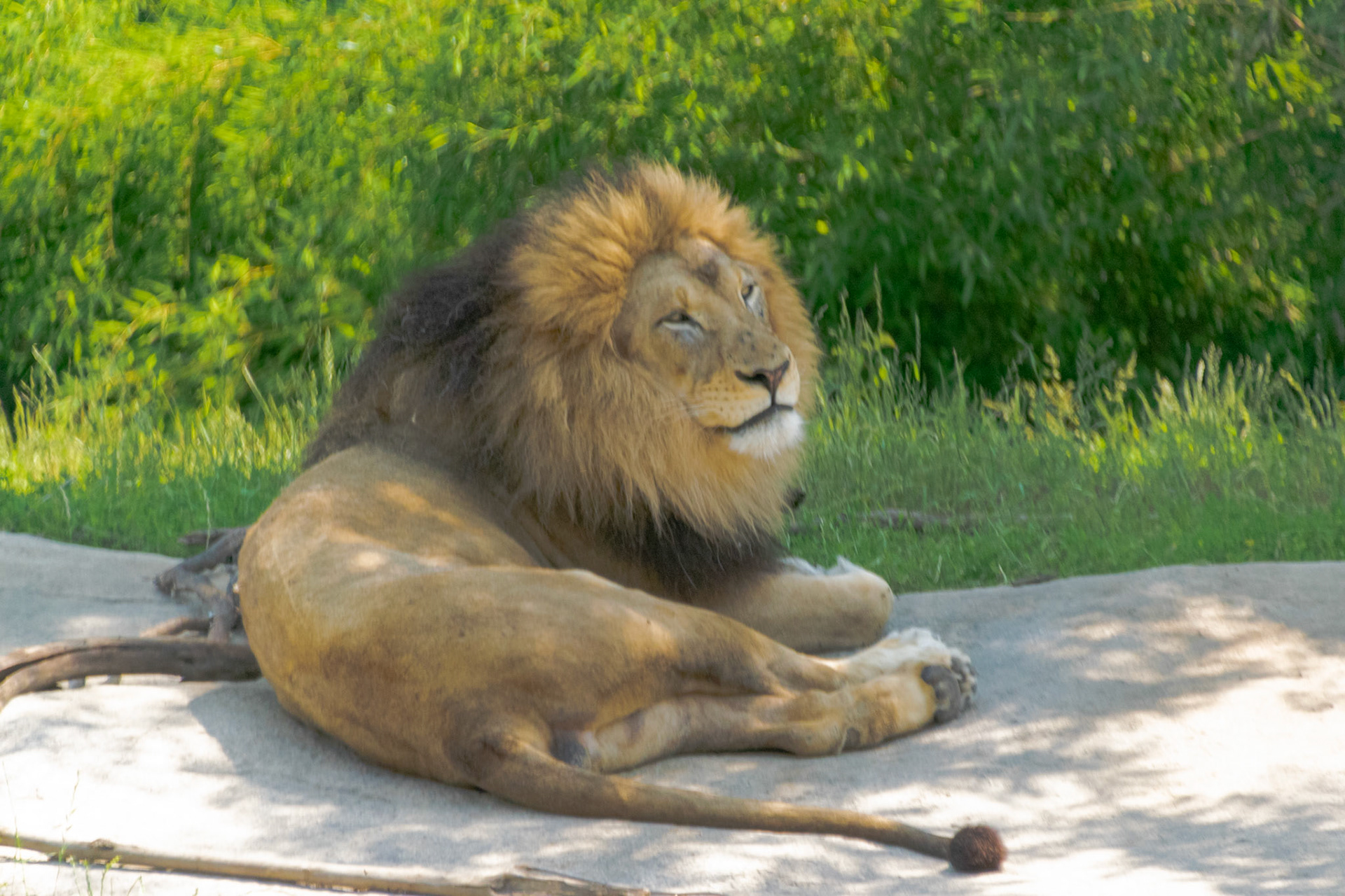 When you're the king, you can afford to be this lazy.