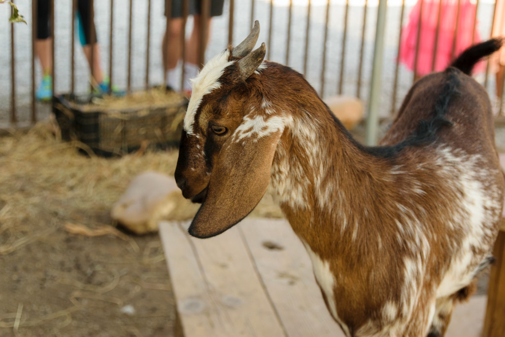 This goat was feeling pretty photogenic.
