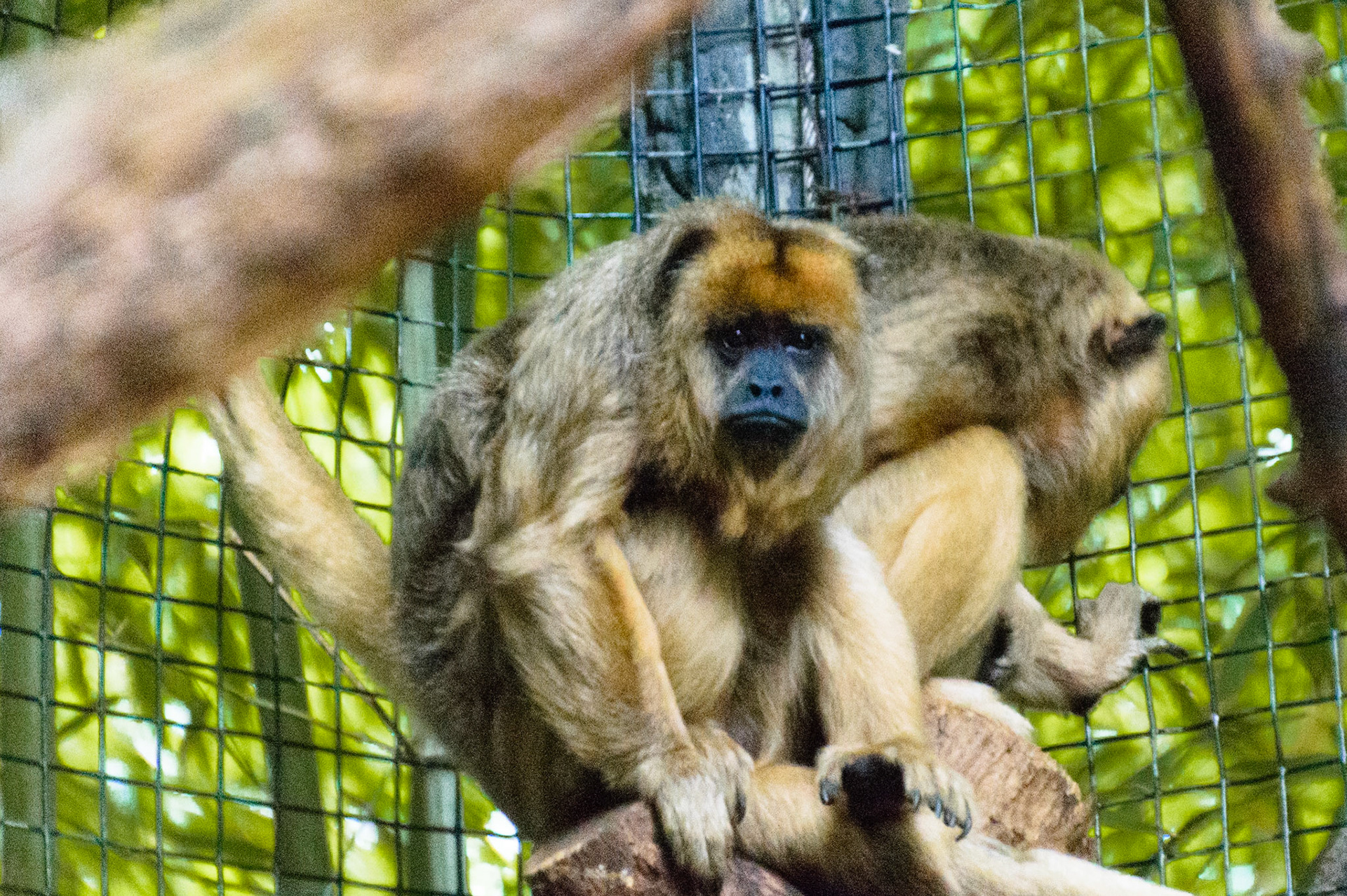 These howler monkeys seem to have found me.