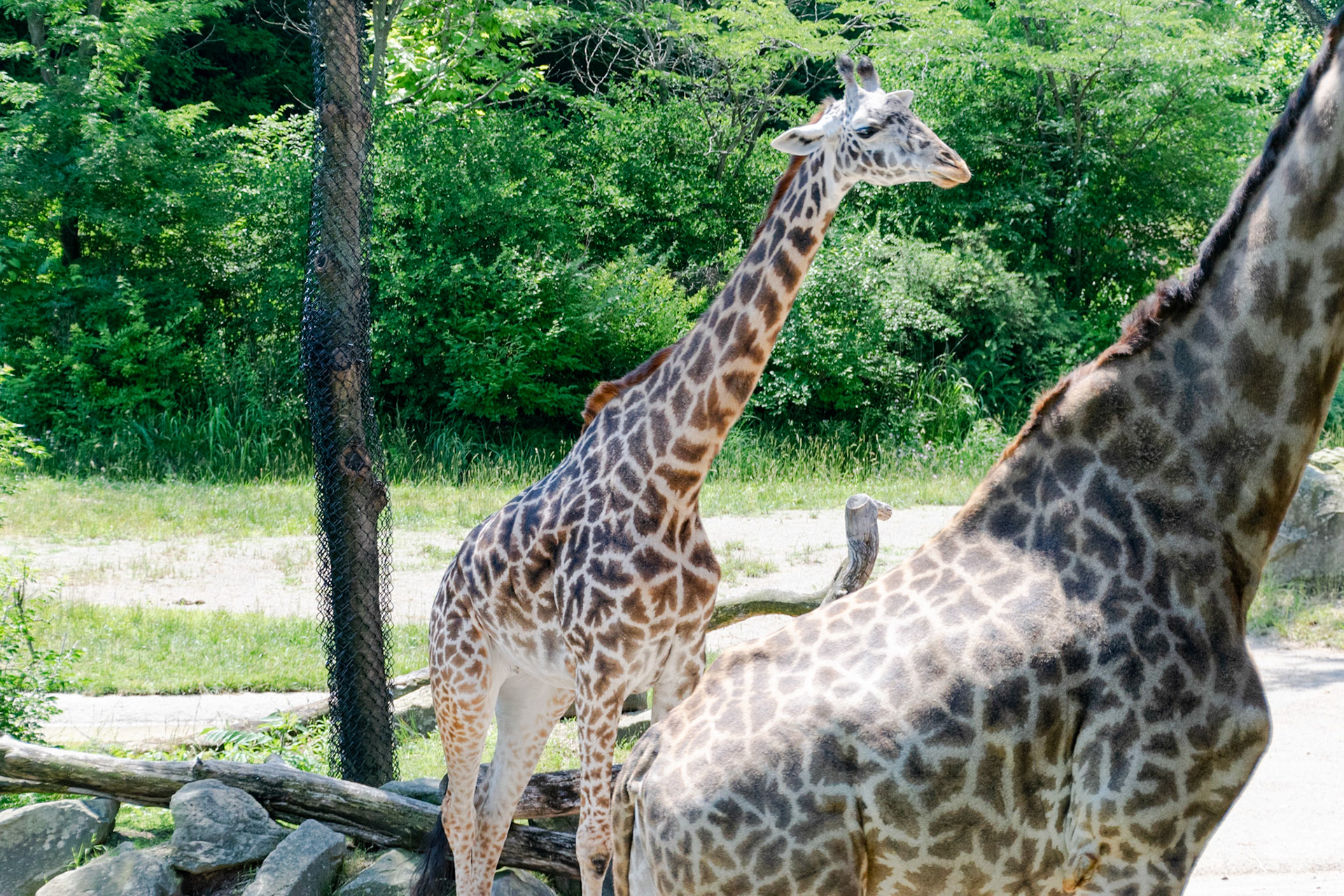 Just a giraffe soaking up some sun.