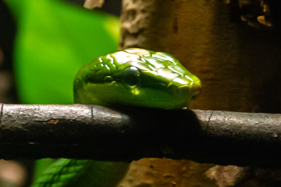 This little guy was chilling on this branch which made the perfect opportunity for a photo.