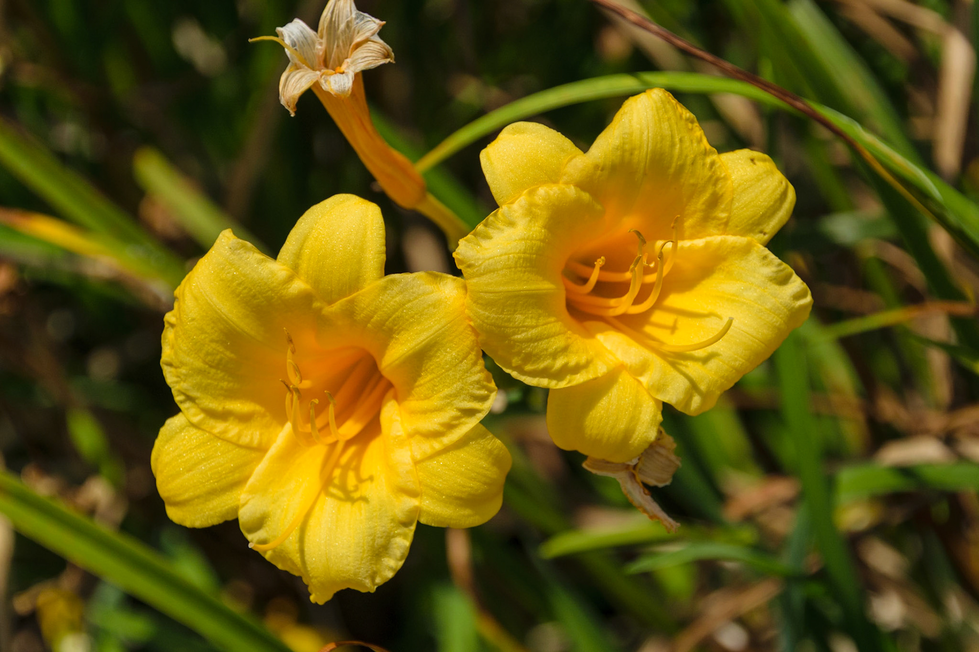 I think I identified these correctly. They seem to drink up the sun with their open mouths.