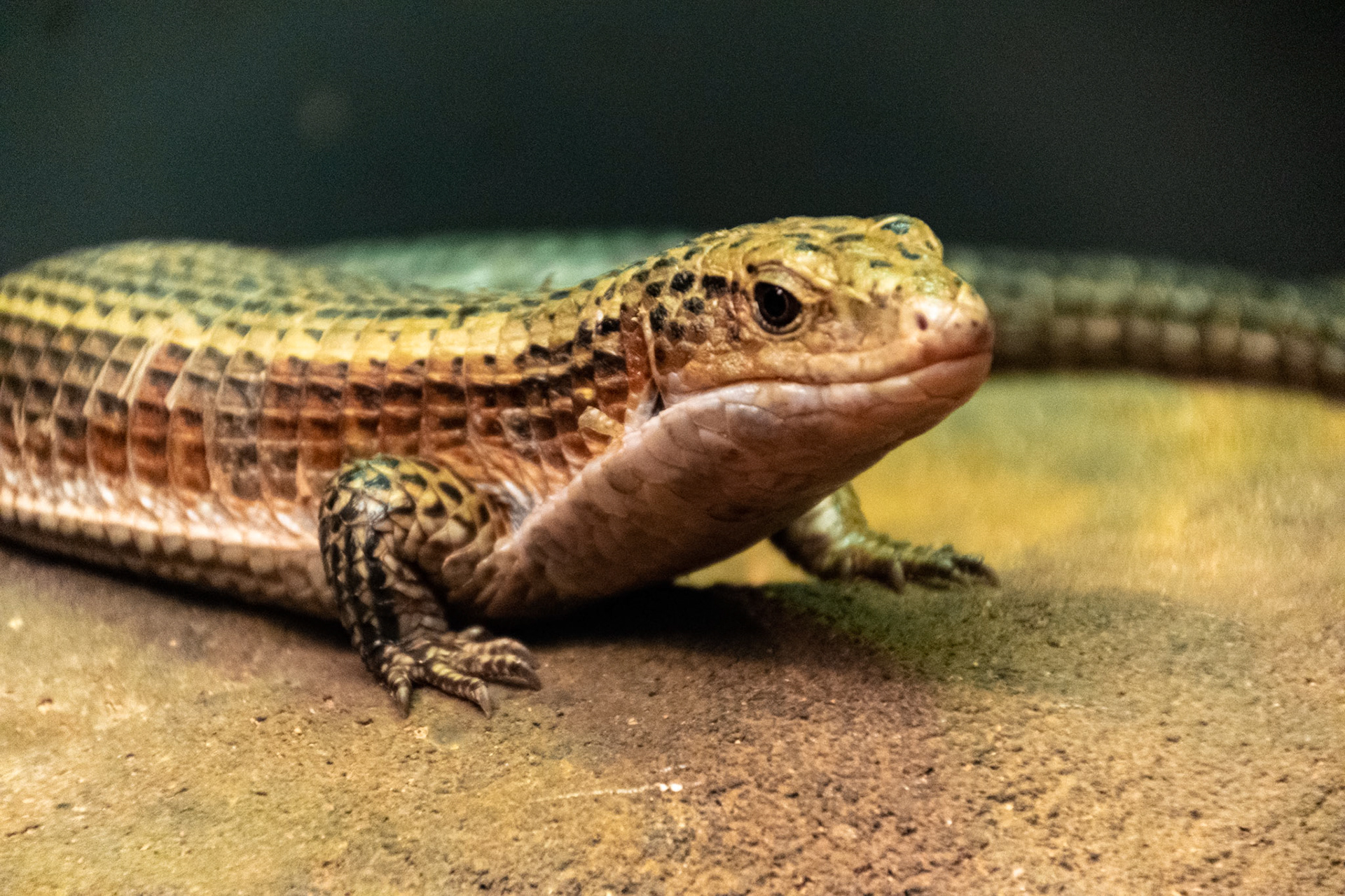 Unlike his aptly named relative, this lizard does indeed have his legs.