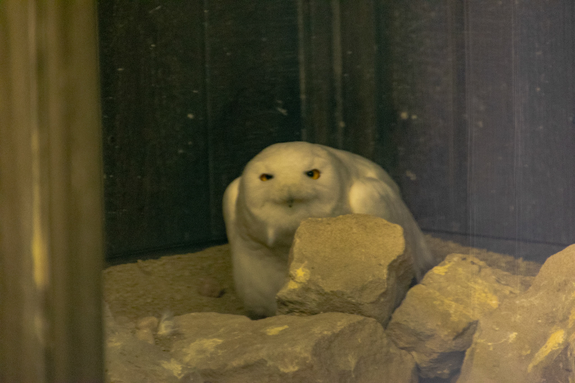 A snowy owl gave me a glare as I took its photo.