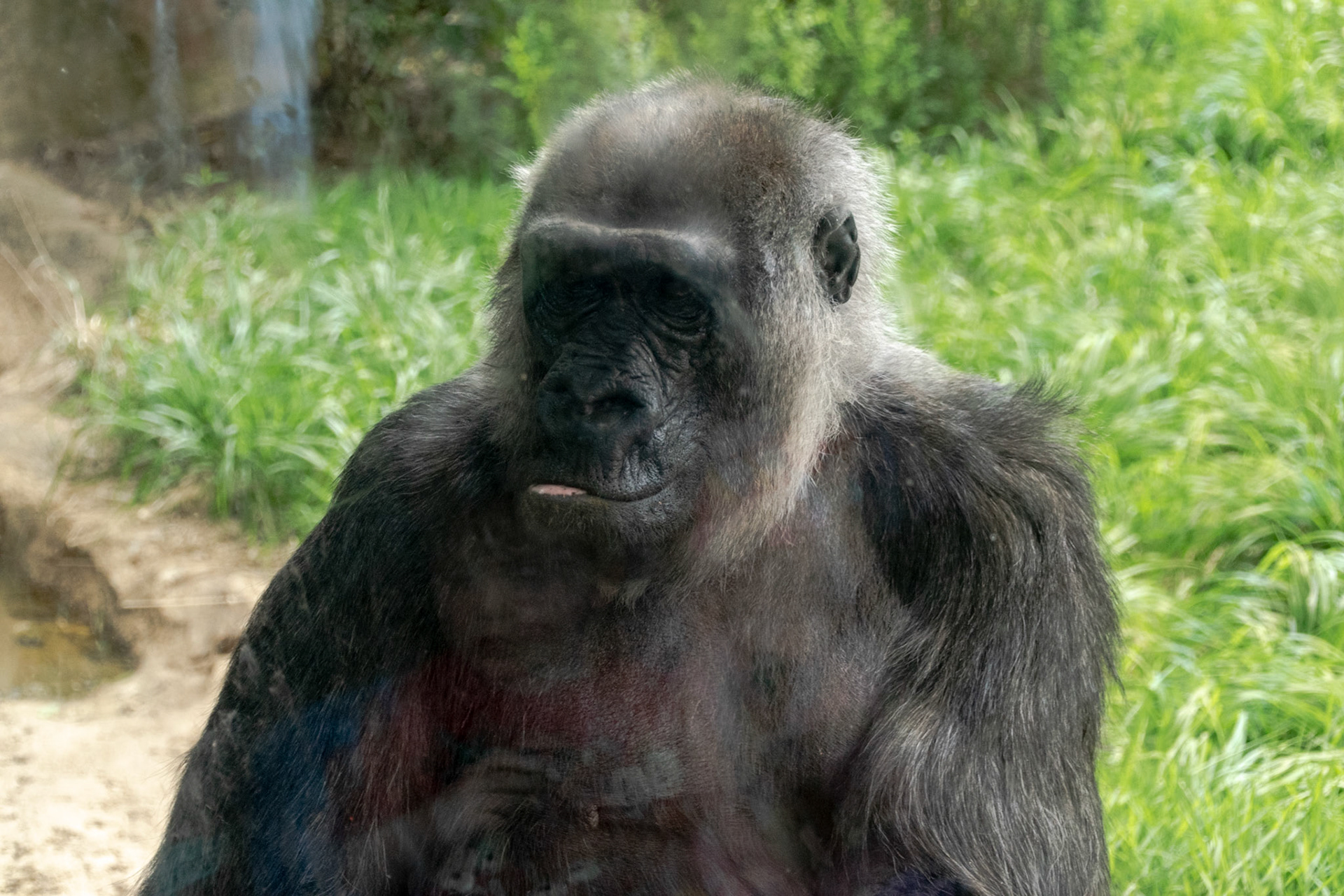 The way this gorilla was watching us made us feel like we were the ones on exibit.