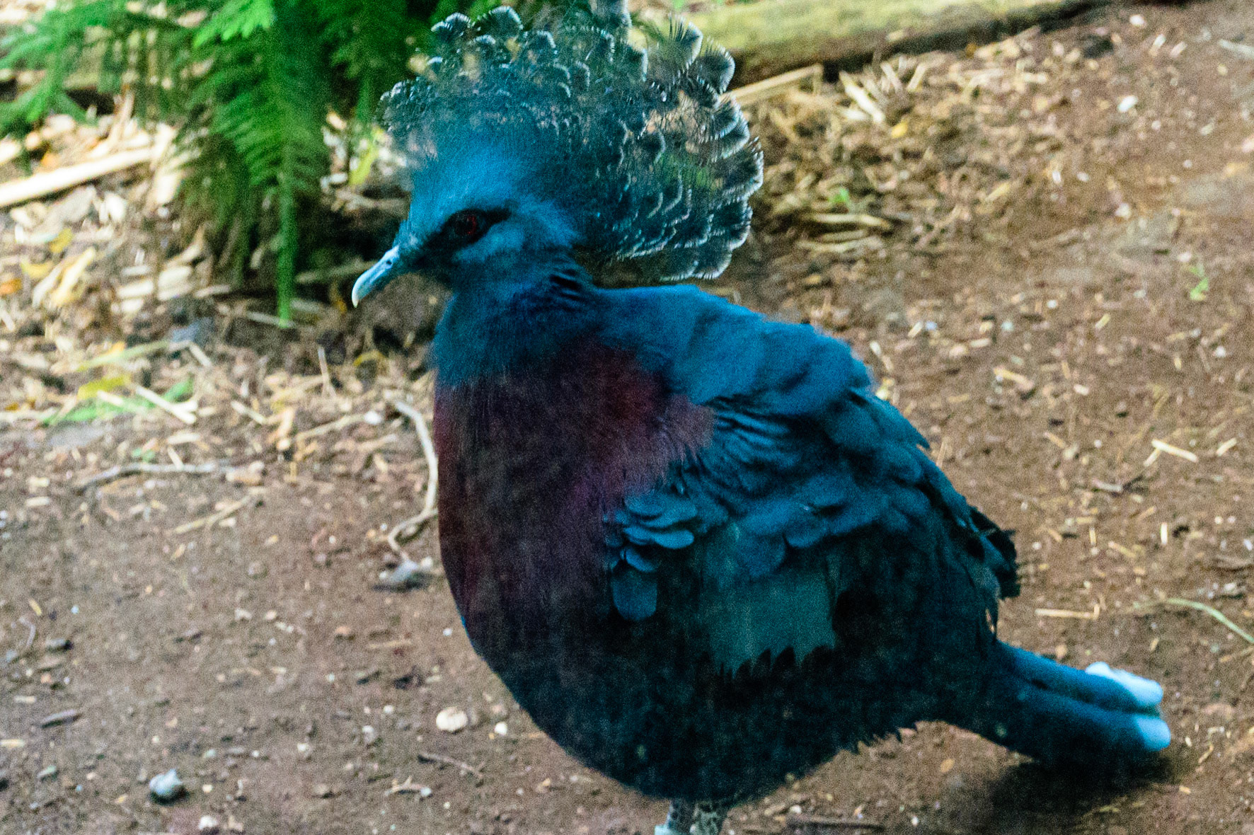 This blue bird struts their stuff for the camera.