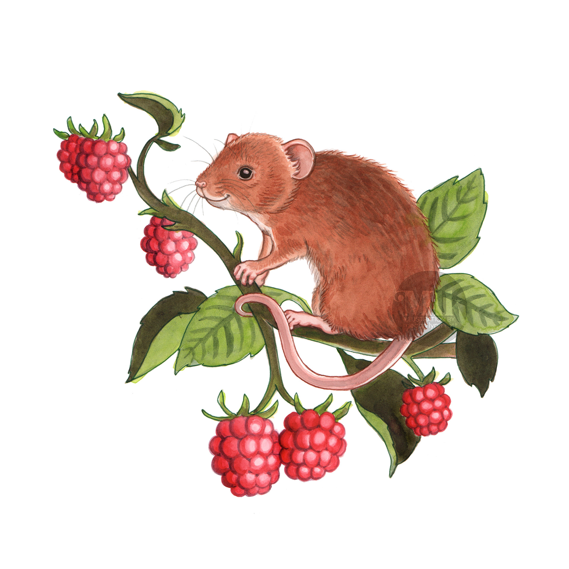 Personal Illustration © 2025 Megan Lynn Kott