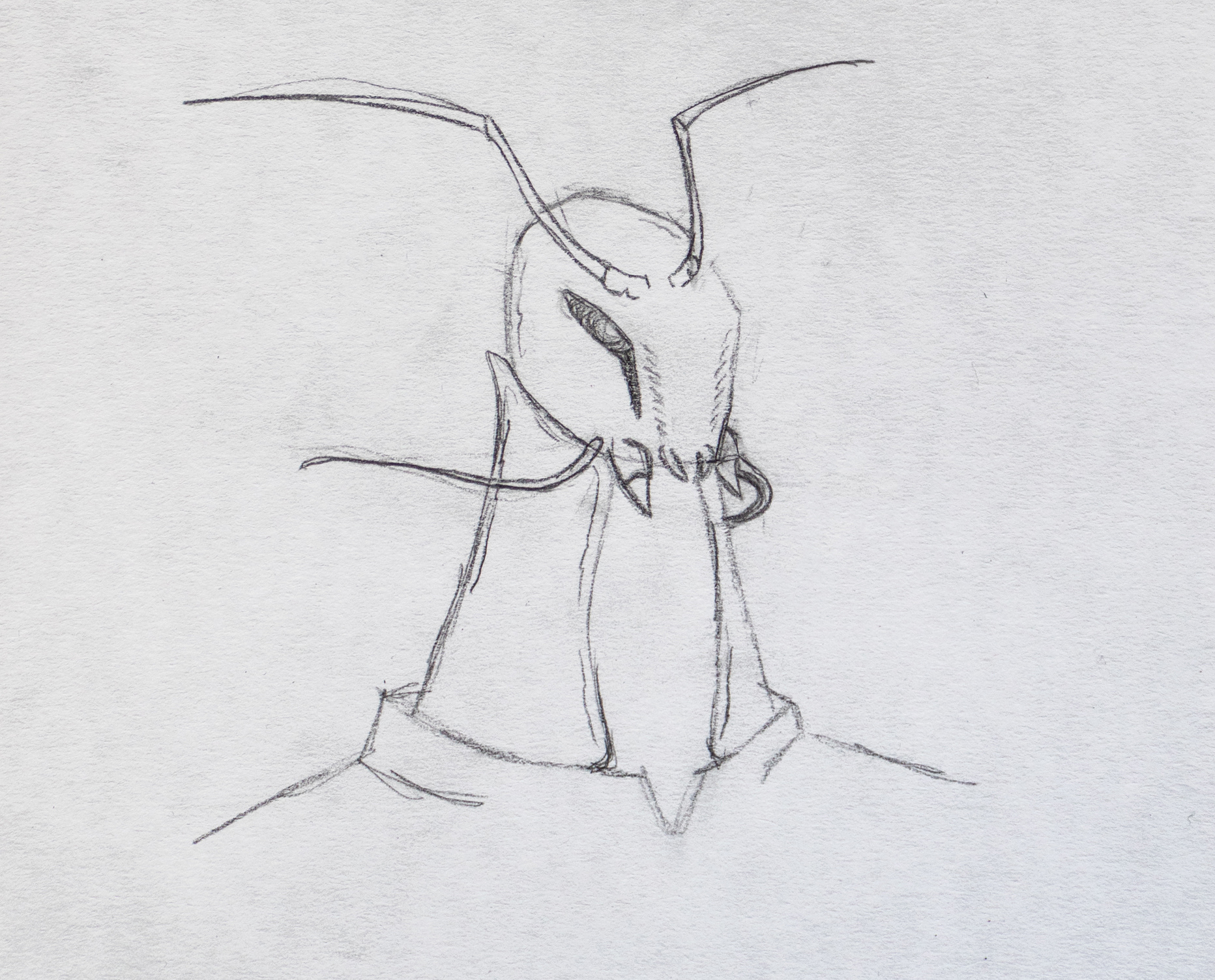 Wasp without brow, Angry