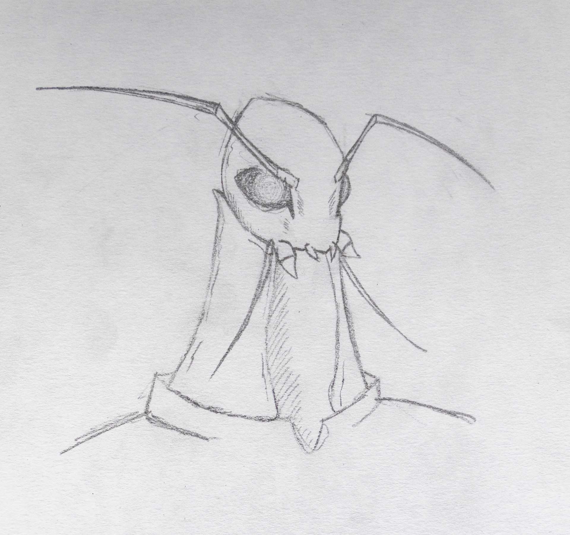 Wasp with brow, Suprised