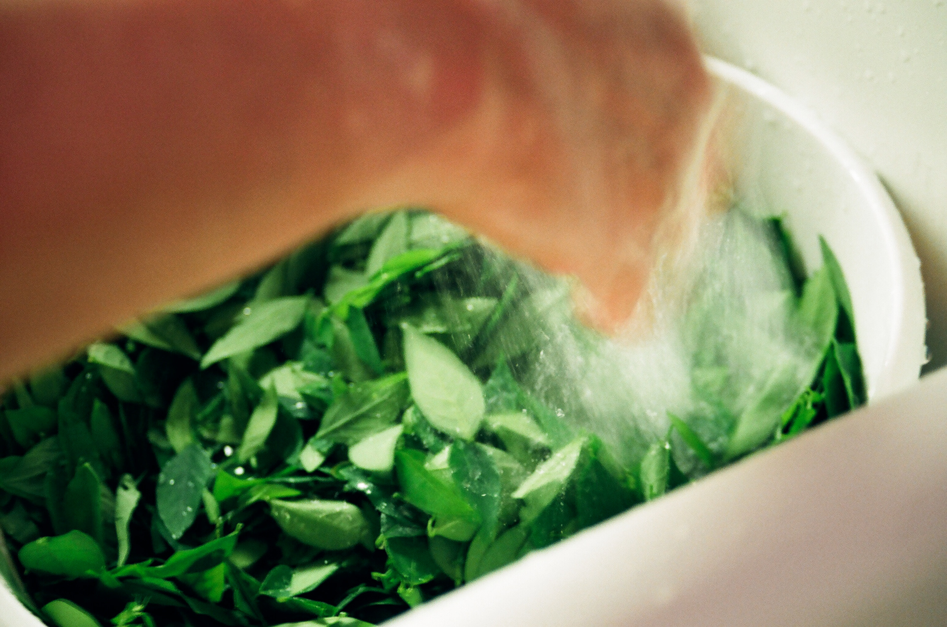 Thai Basil fresh from the garden.