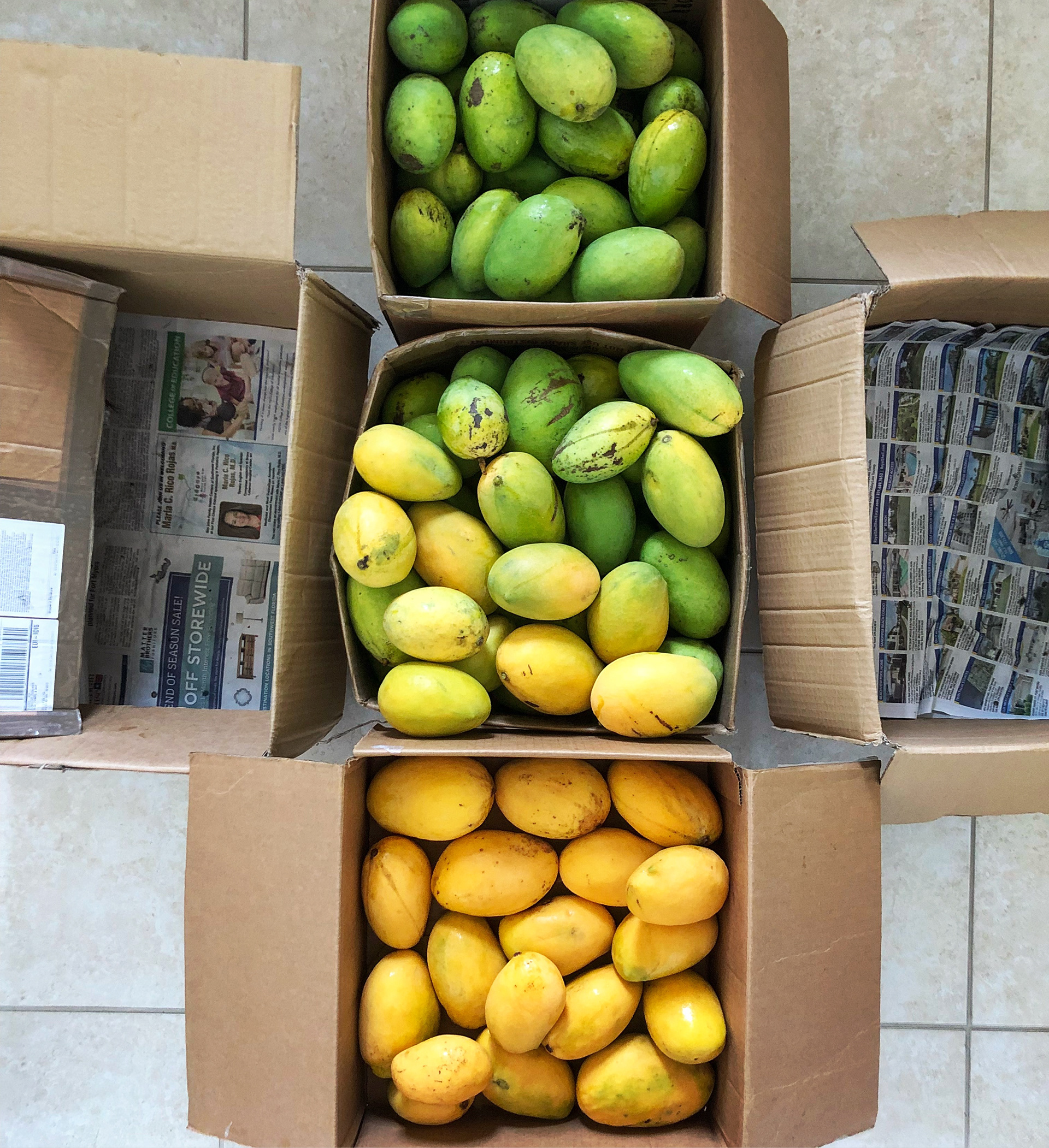 Mangos sorted by color.