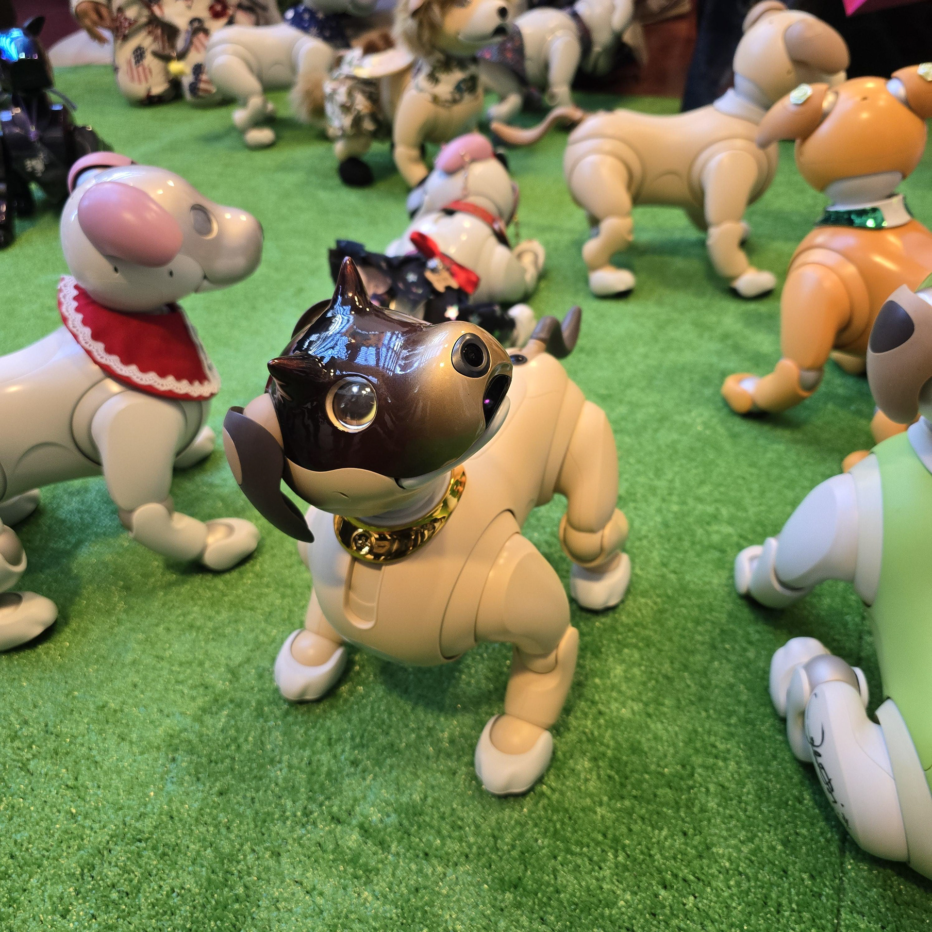 Kintaro at Fan Meeting Vol. 20