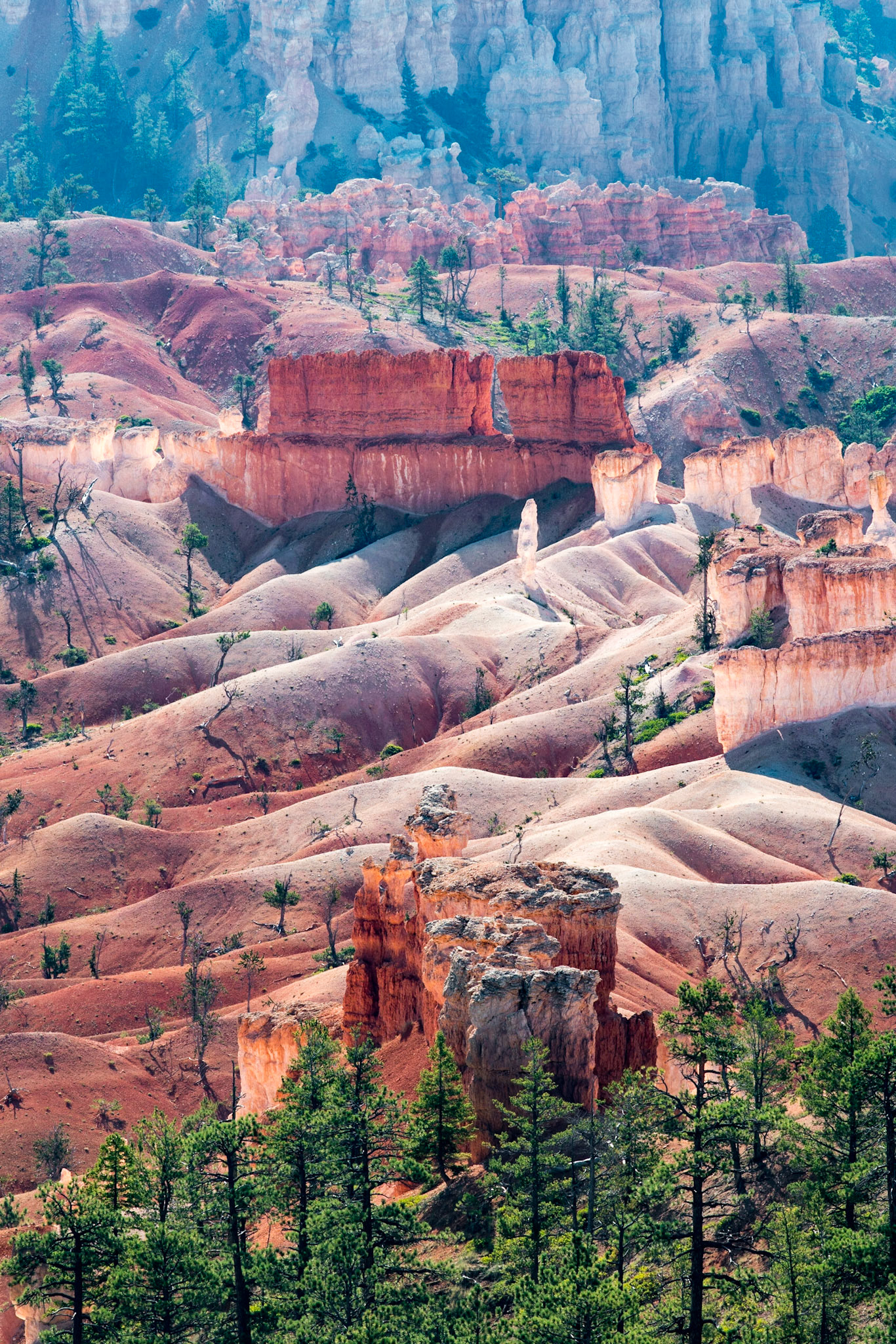 The mid morning sun lighting up the hoodoos giving them a glowing look at the Bryce Canyon National Park