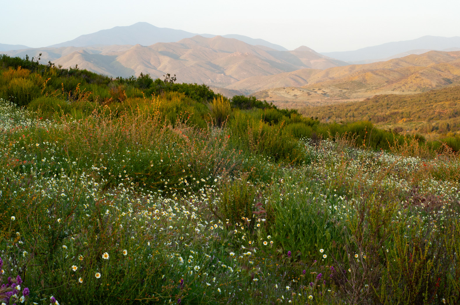 FLORACIÓN EN PRIMAVERA
