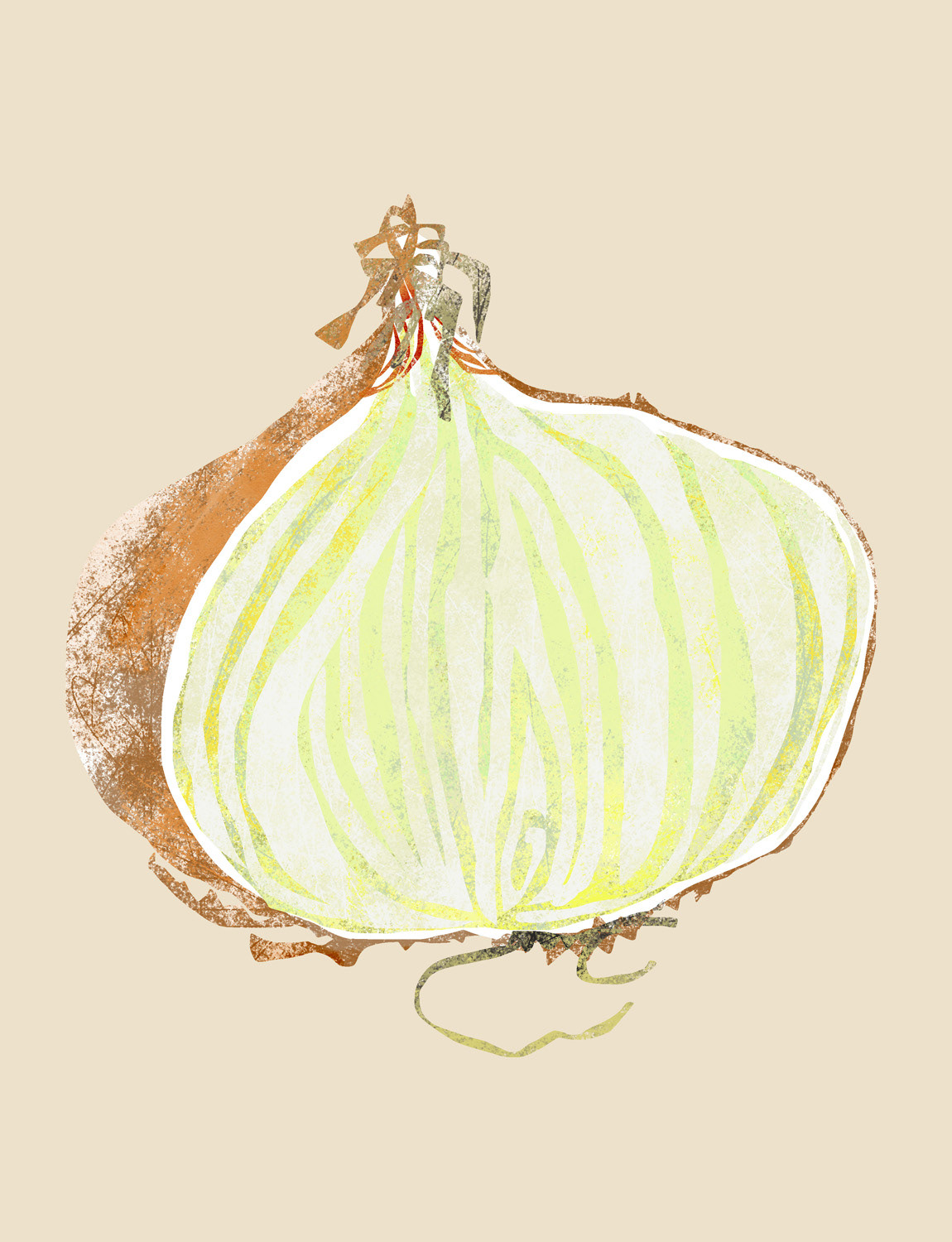 Onion from local veg box, 2025