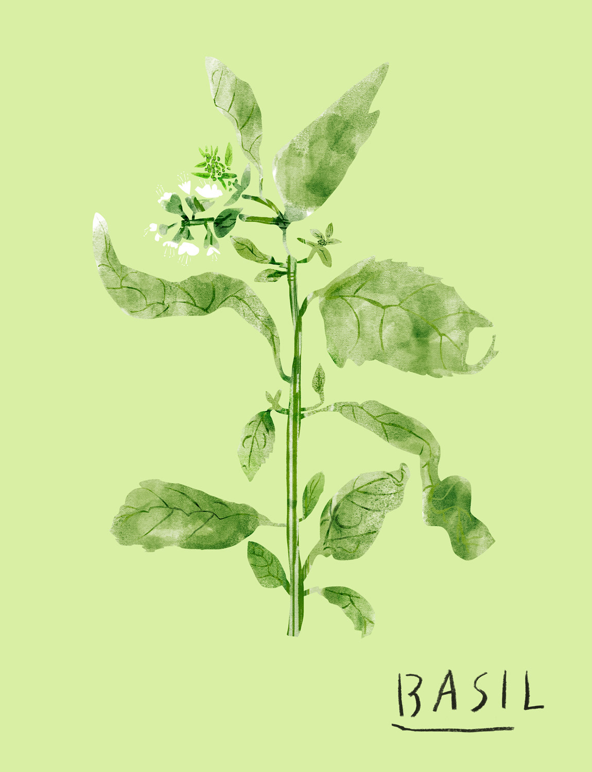 Study from the herb garden, 2025